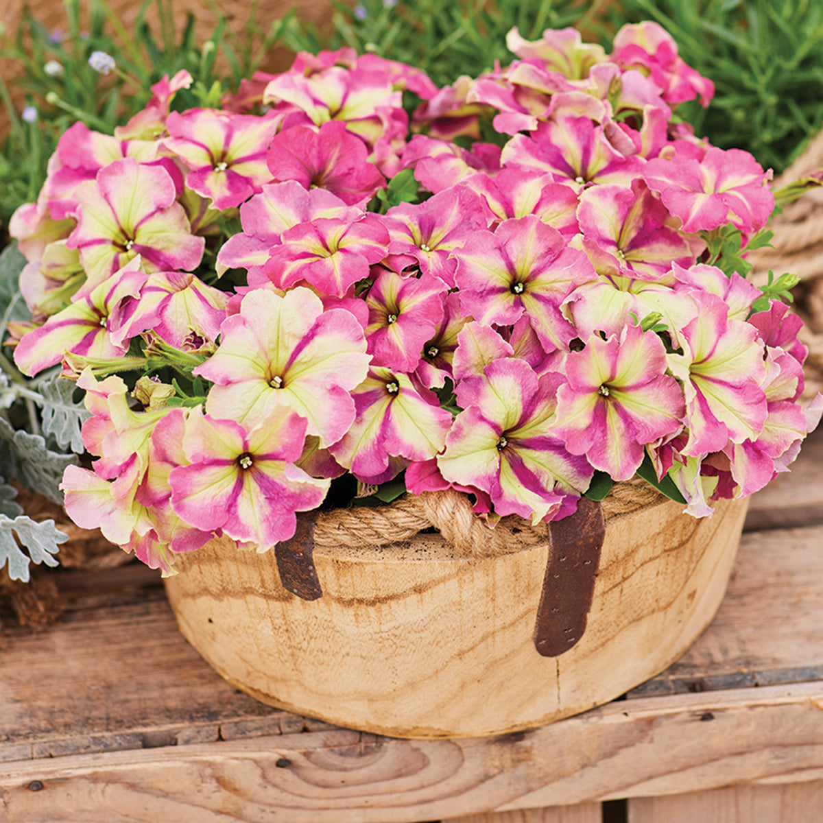 Petunia, Shake™ Strawberry Hybrid