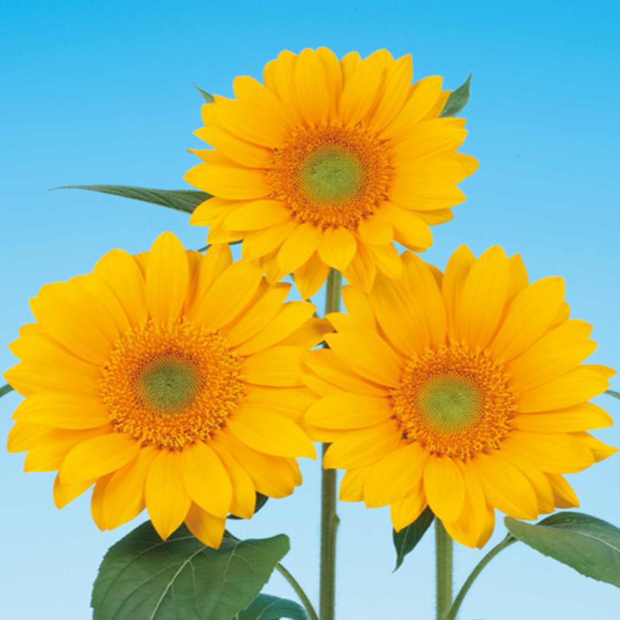 Sunflower, Vincent® Fresh DMR Hybrid