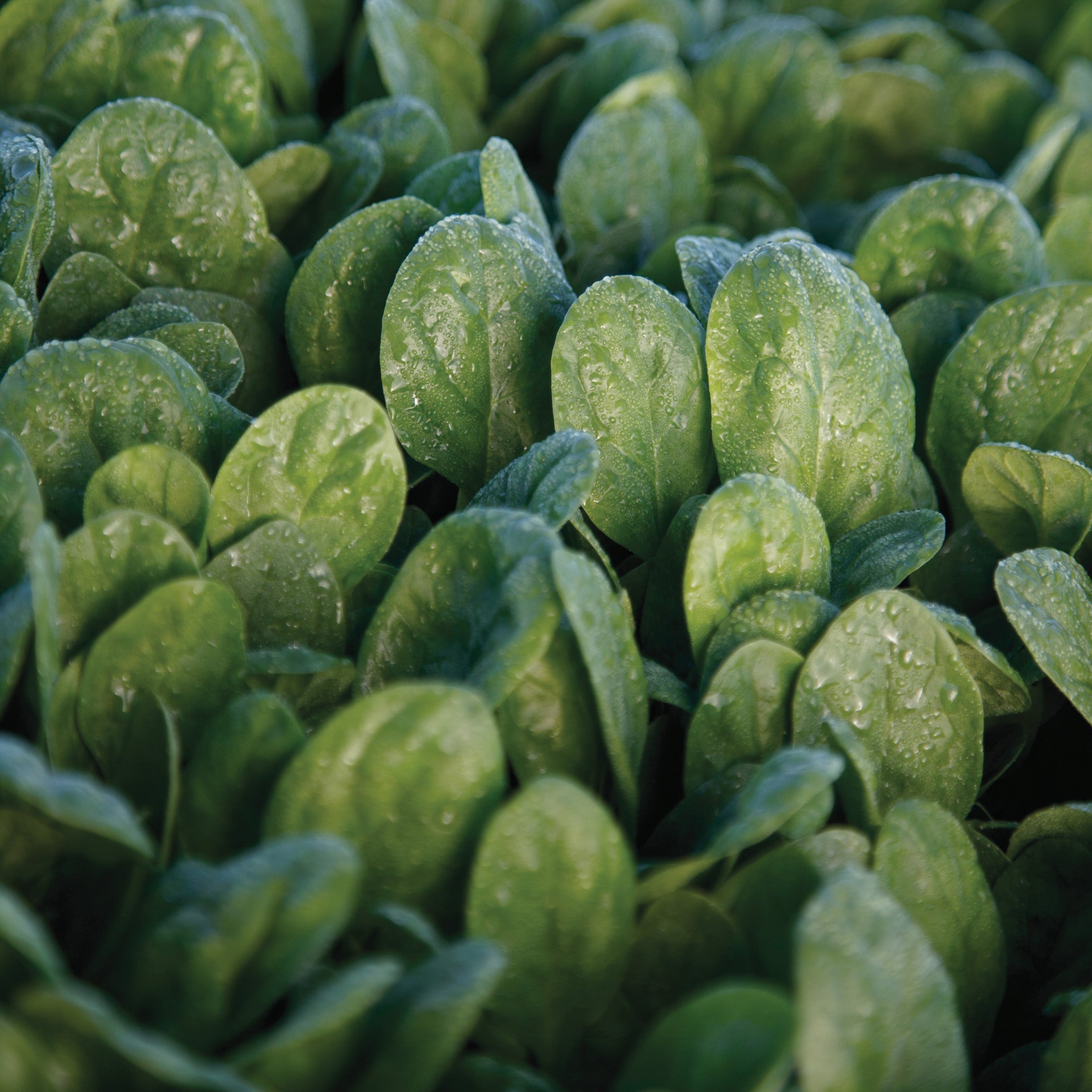 Spinach, Seaside Hybrid