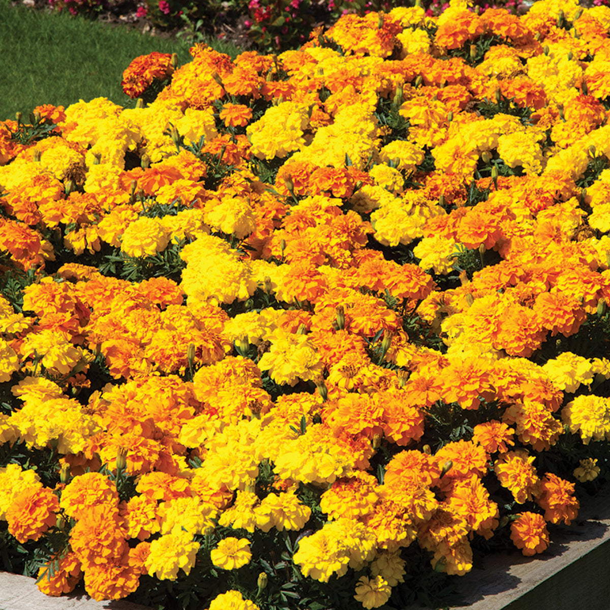 Marigold, Endurance™ Mix Hybrid