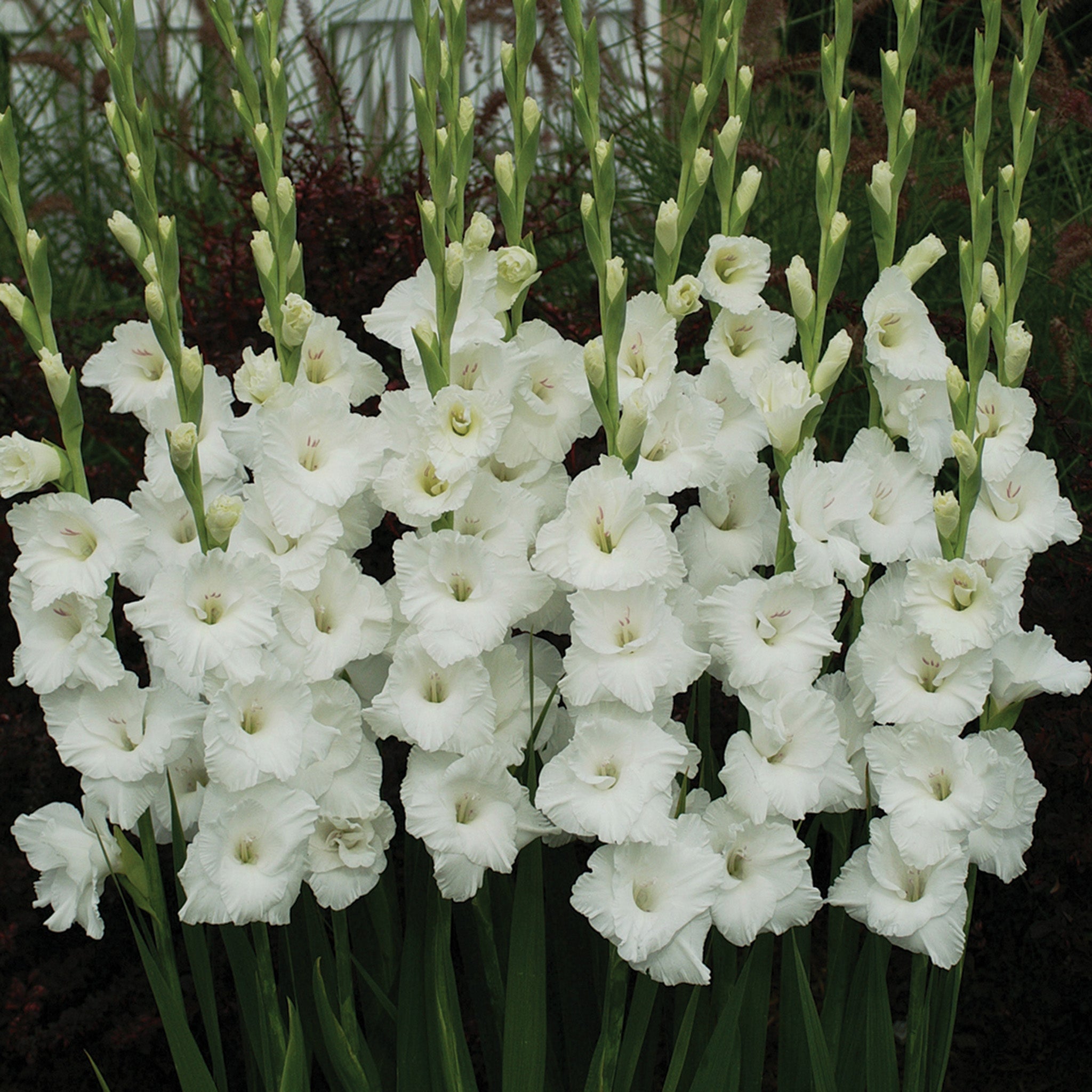 Gladiolus, Polar Bear, Pack of 5