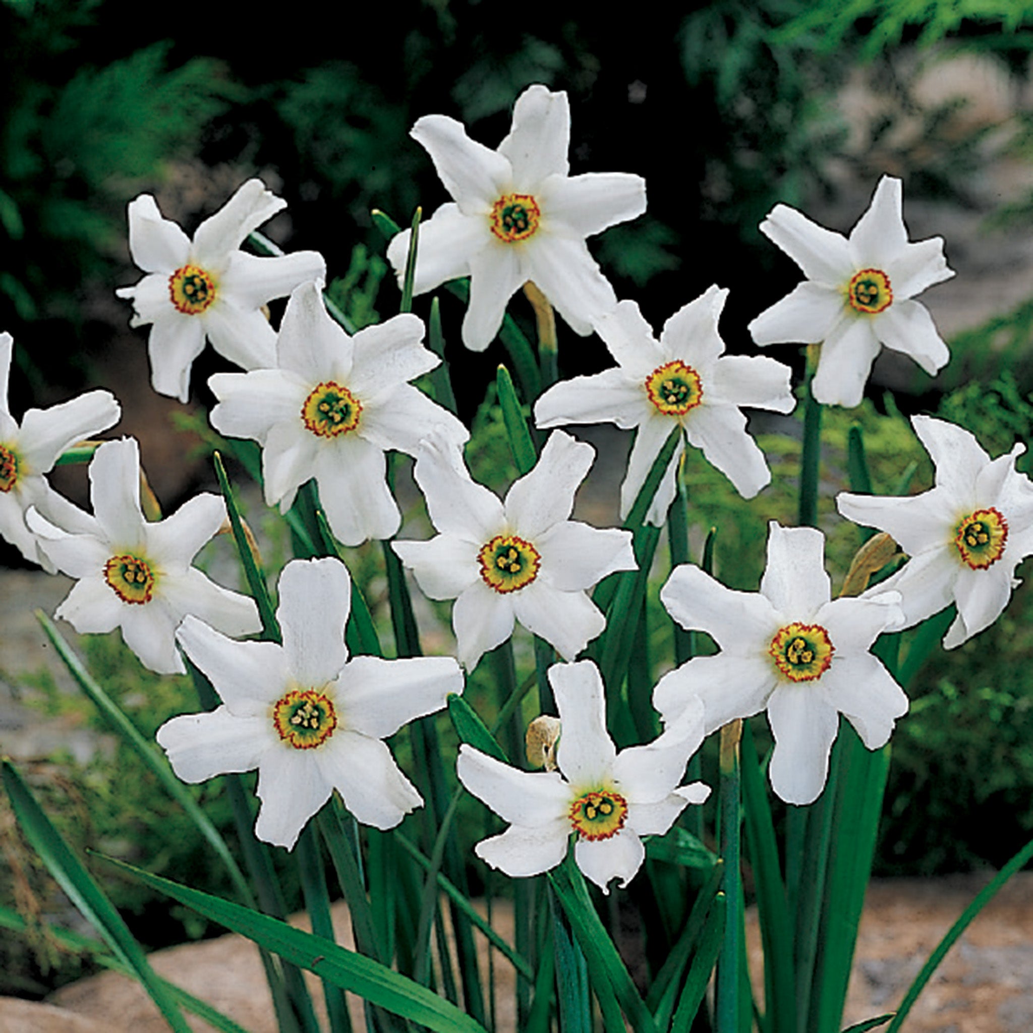 Daffodil, Pheasant's Eye, 10 Pack