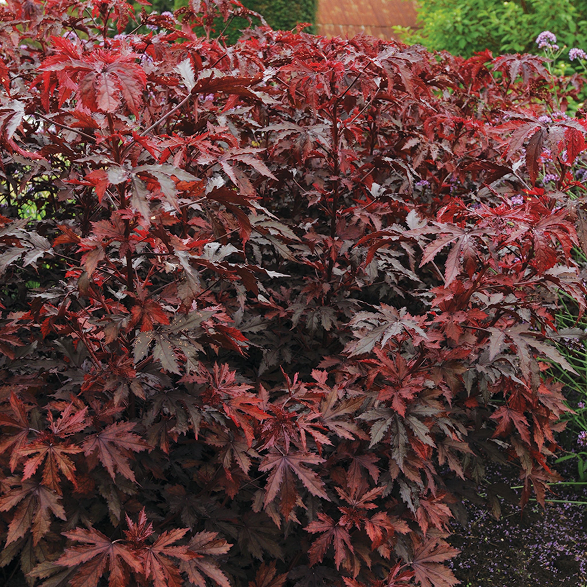 Hibiscus, Mahogany Splendor