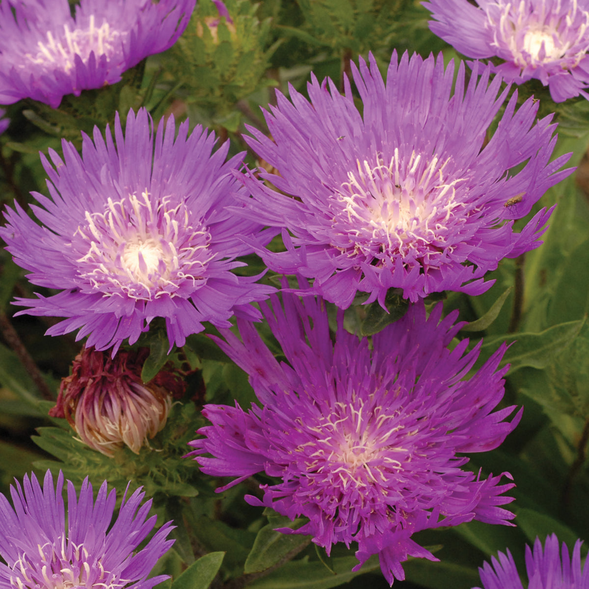 Stokesia, Honeysong Purple