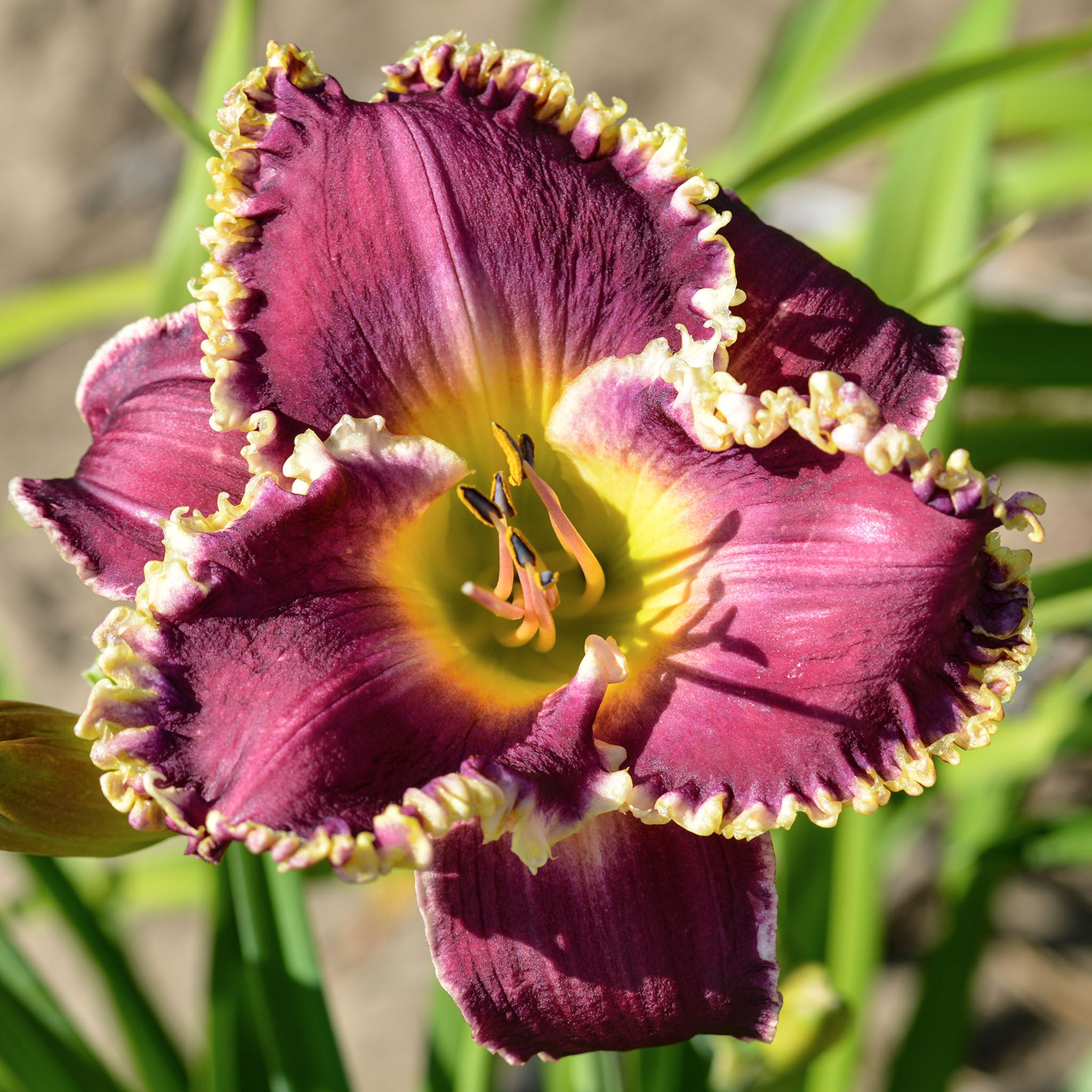 Daylily, Bettylen