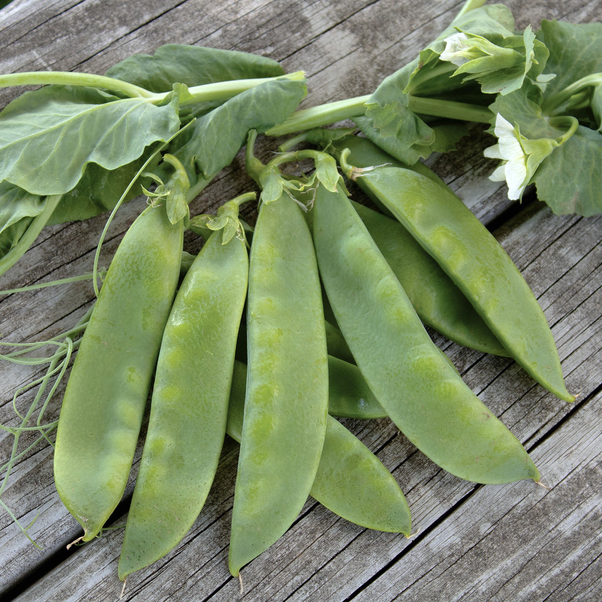 Pea, Avalanche