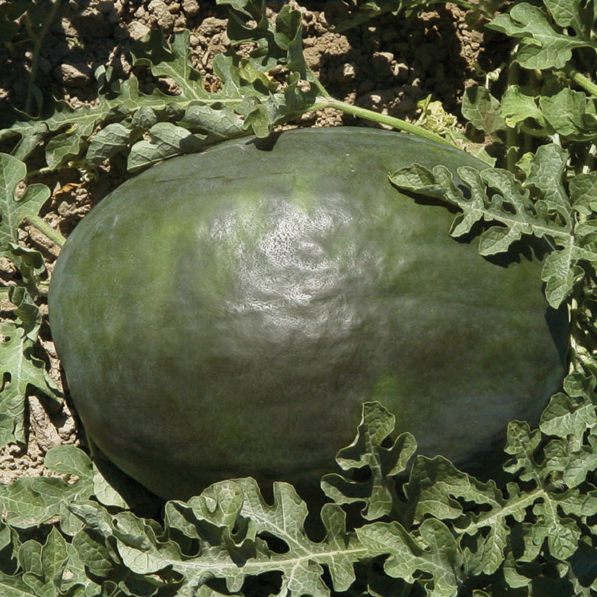 Watermelon, Black Diamond