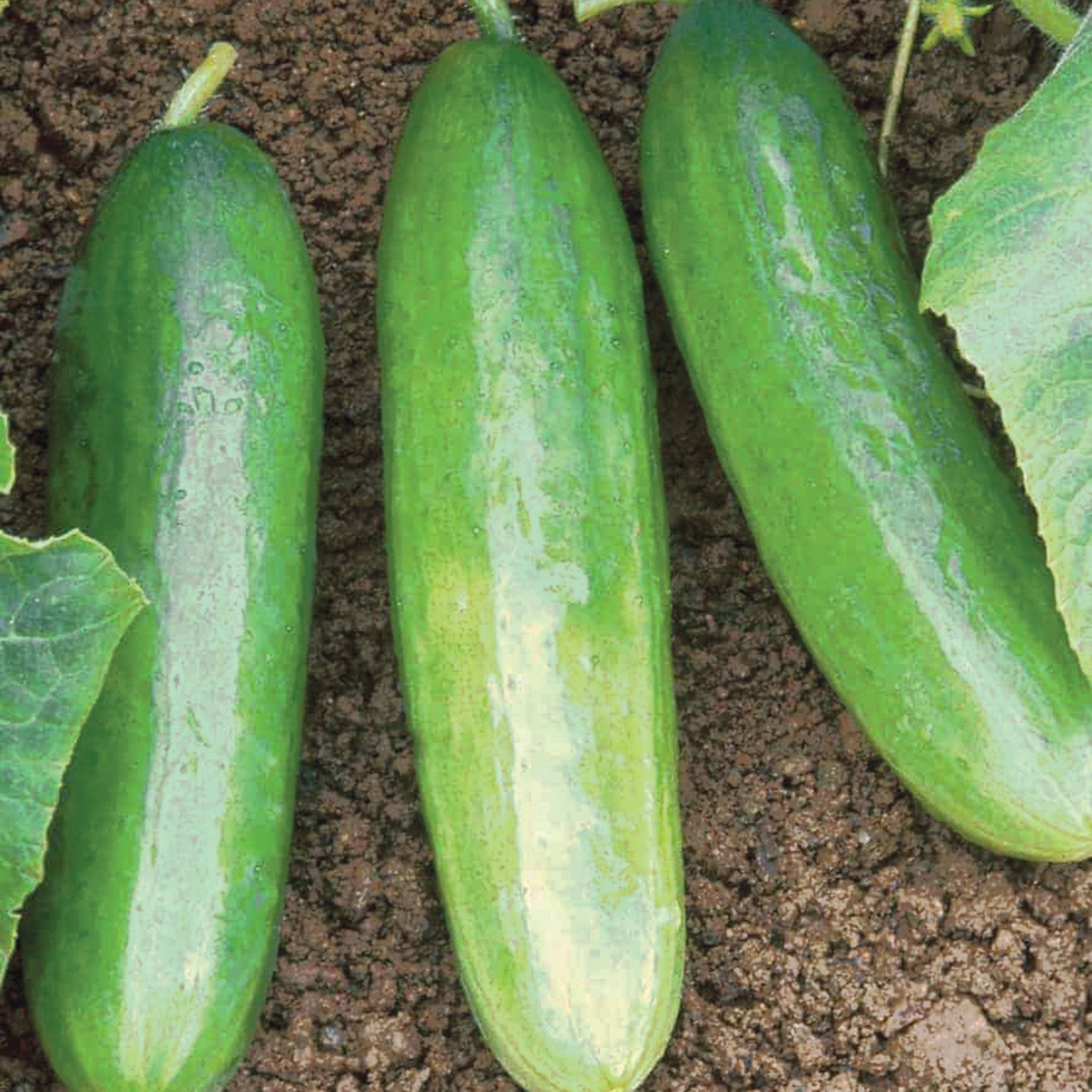 Cucumber, Diva