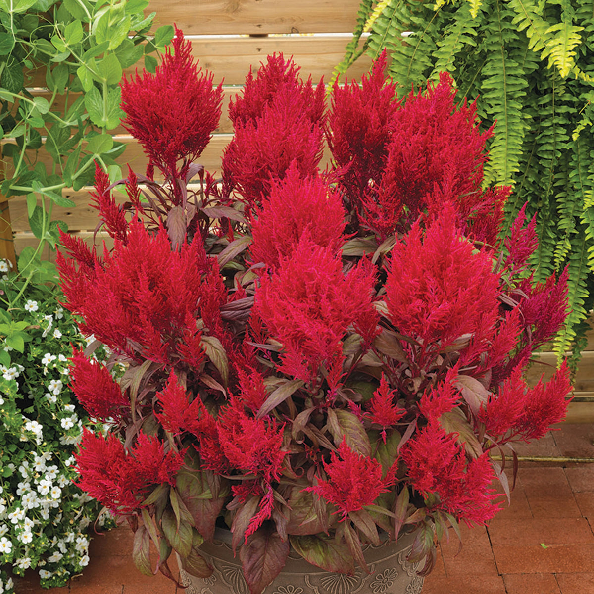 Celosia, Dragon's Breath®