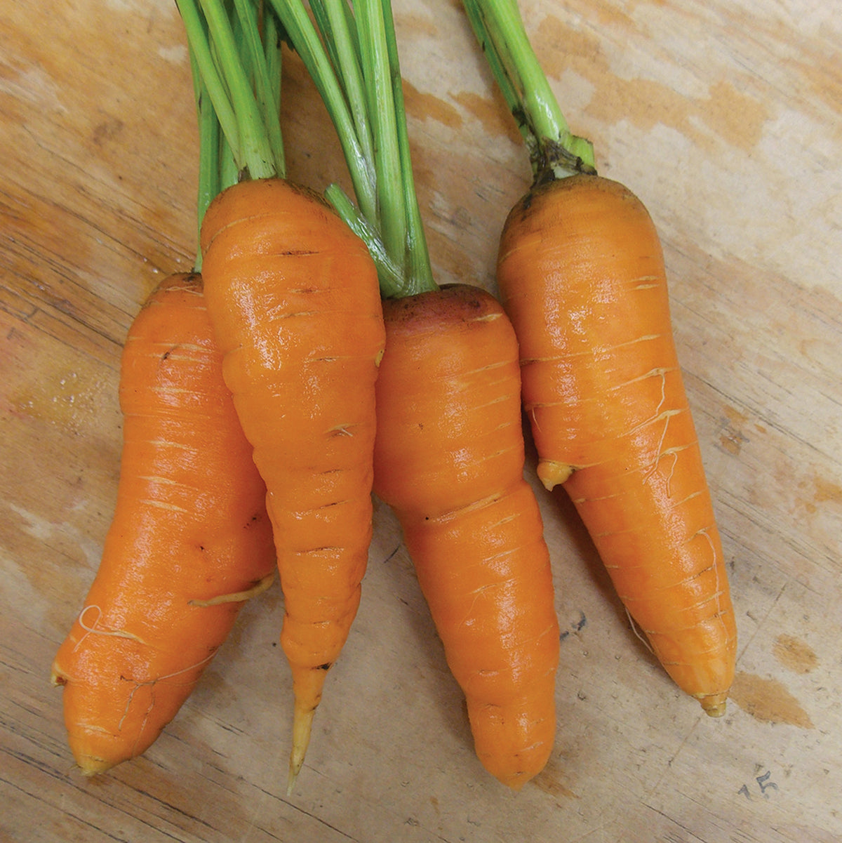 Carrot, Red-Cored Chantenay