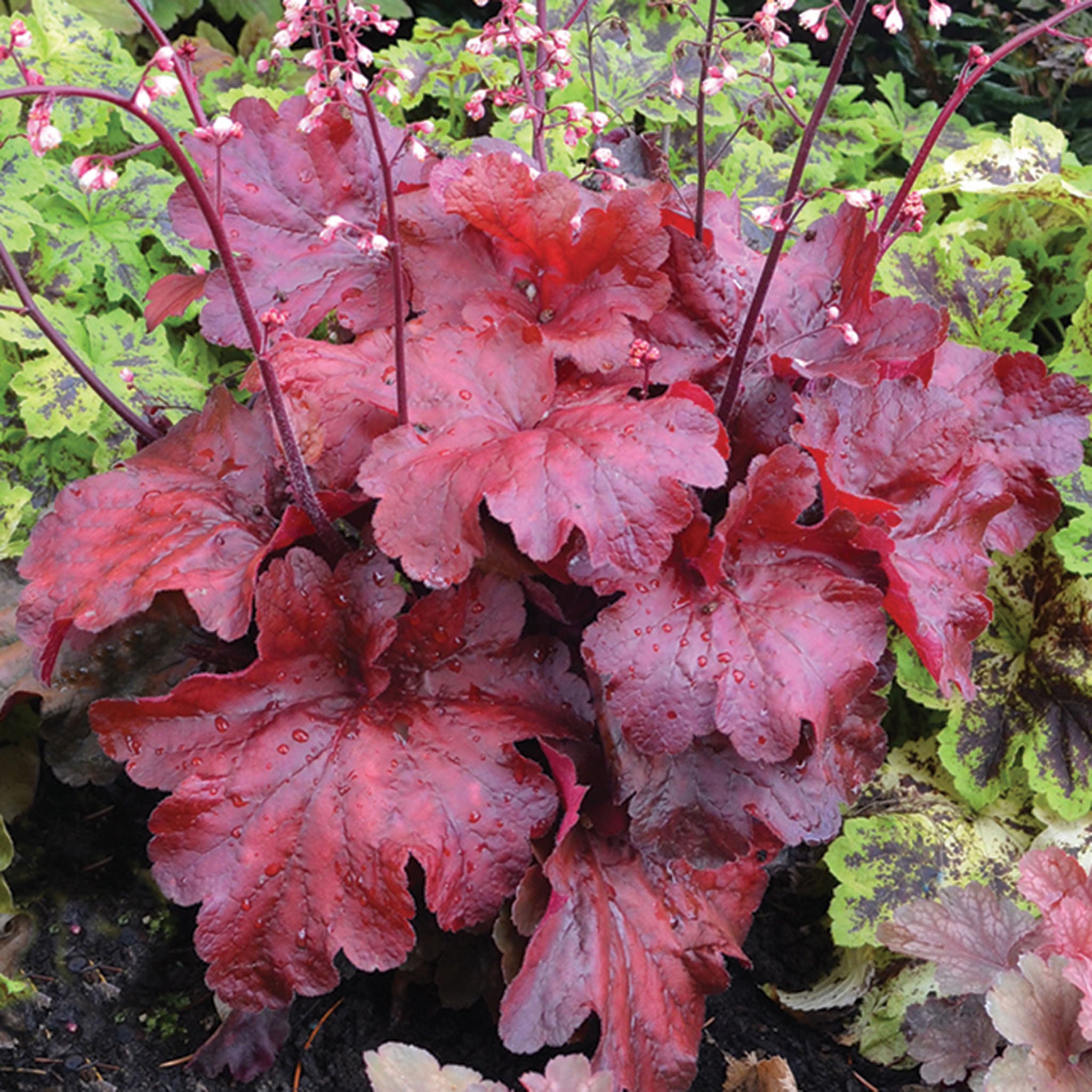 Heuchera, Fire Alarm