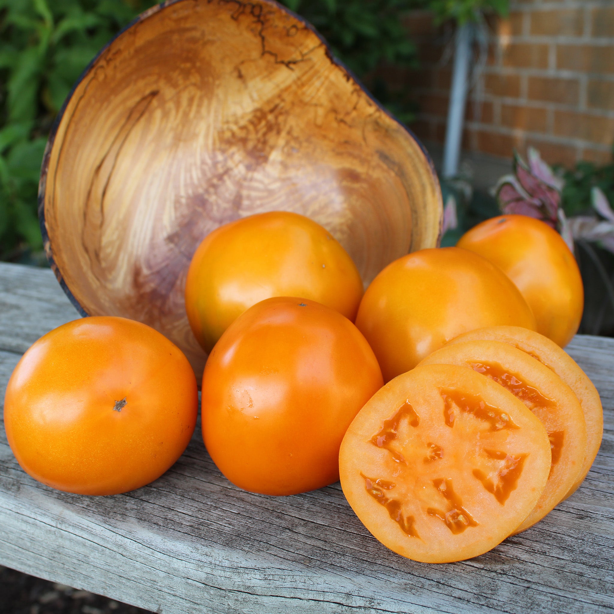 Tomato, Carolina Gold Hybrid