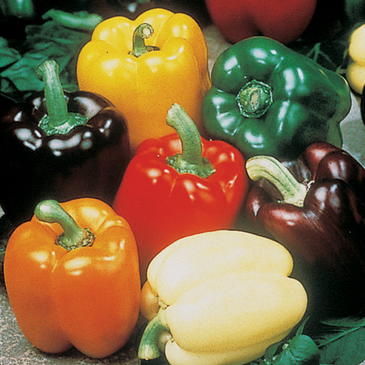 Pepper, Sweet, Gourmet Rainbow Blend