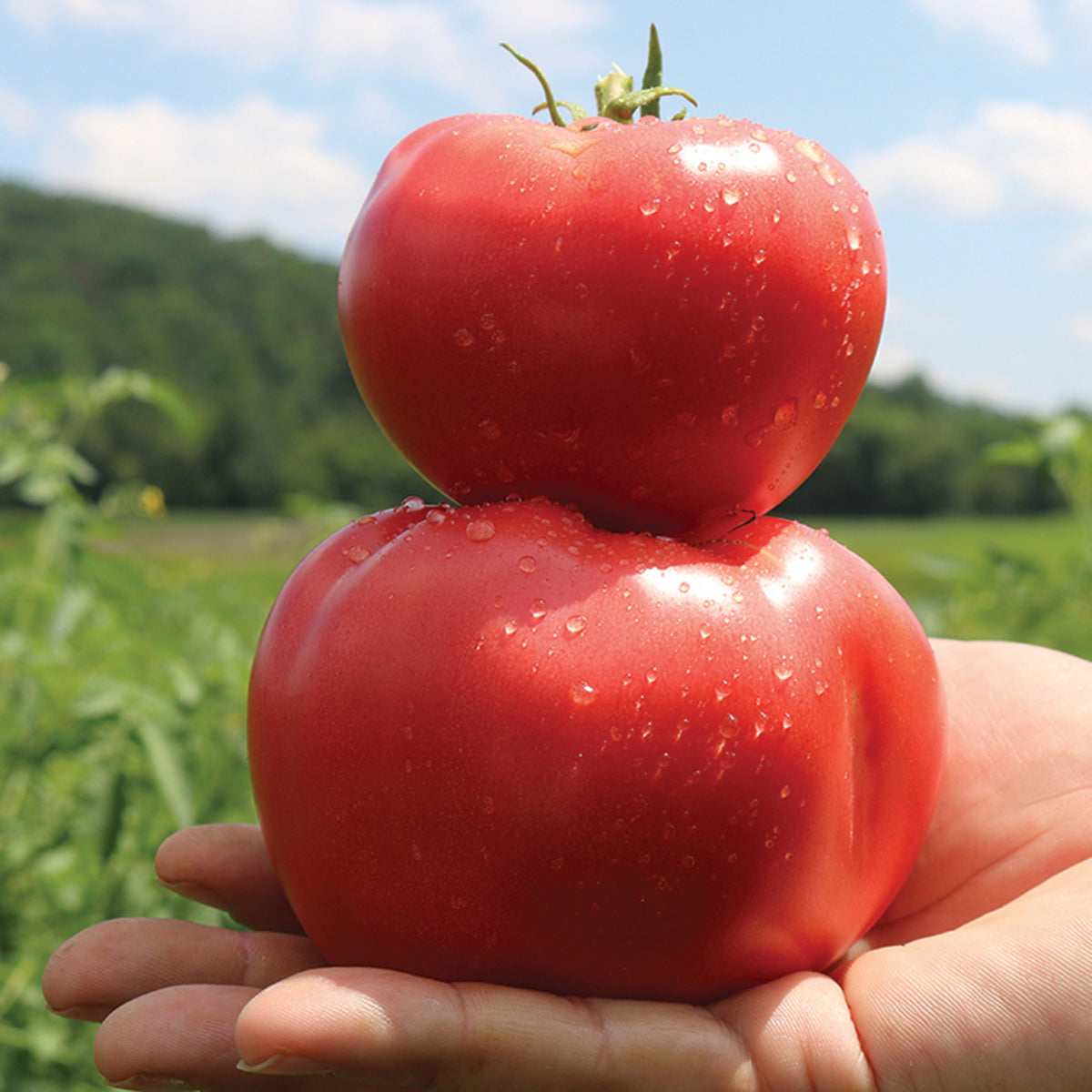 Tomato, Pink Gal Hybrid
