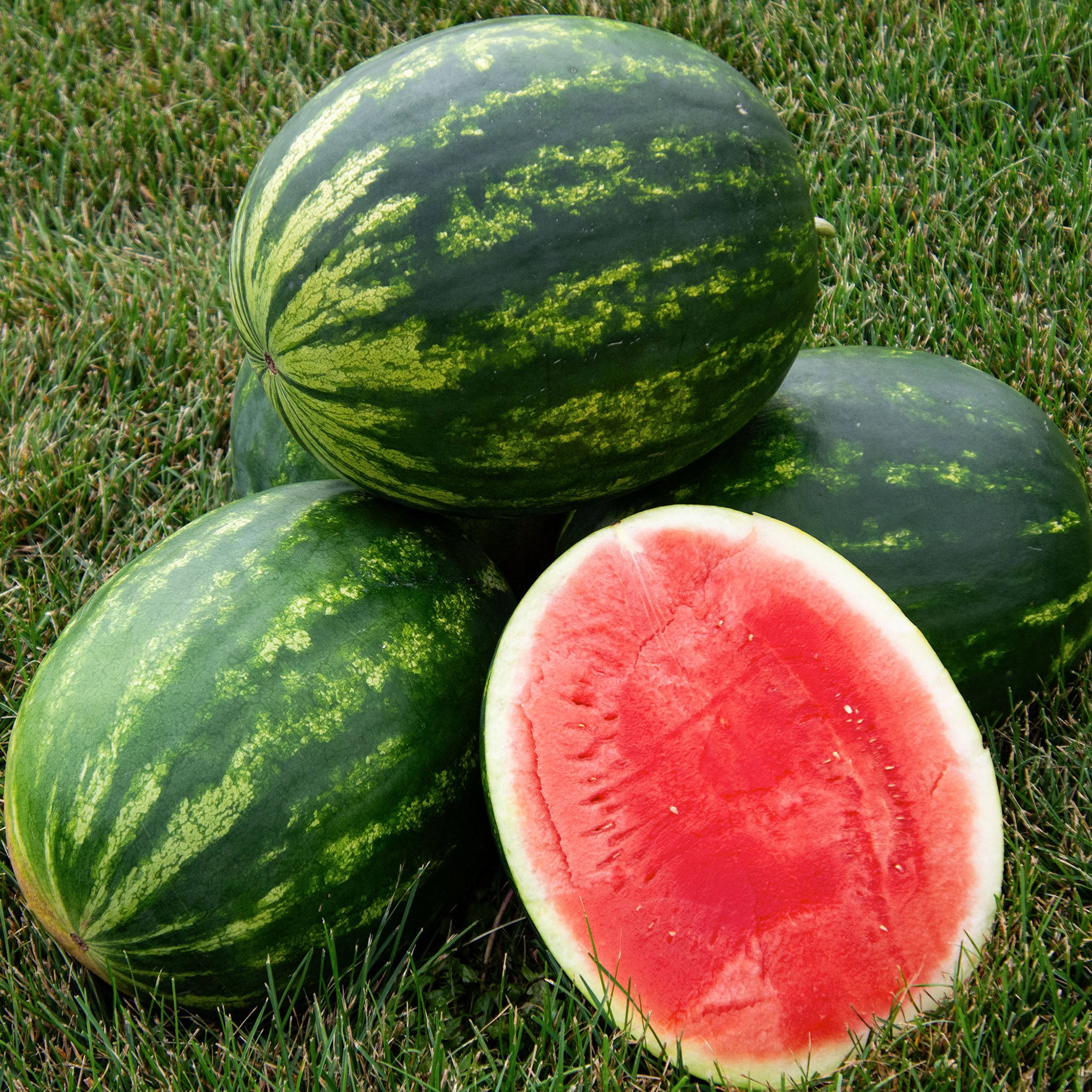 Watermelon, Tailgate Hybrid