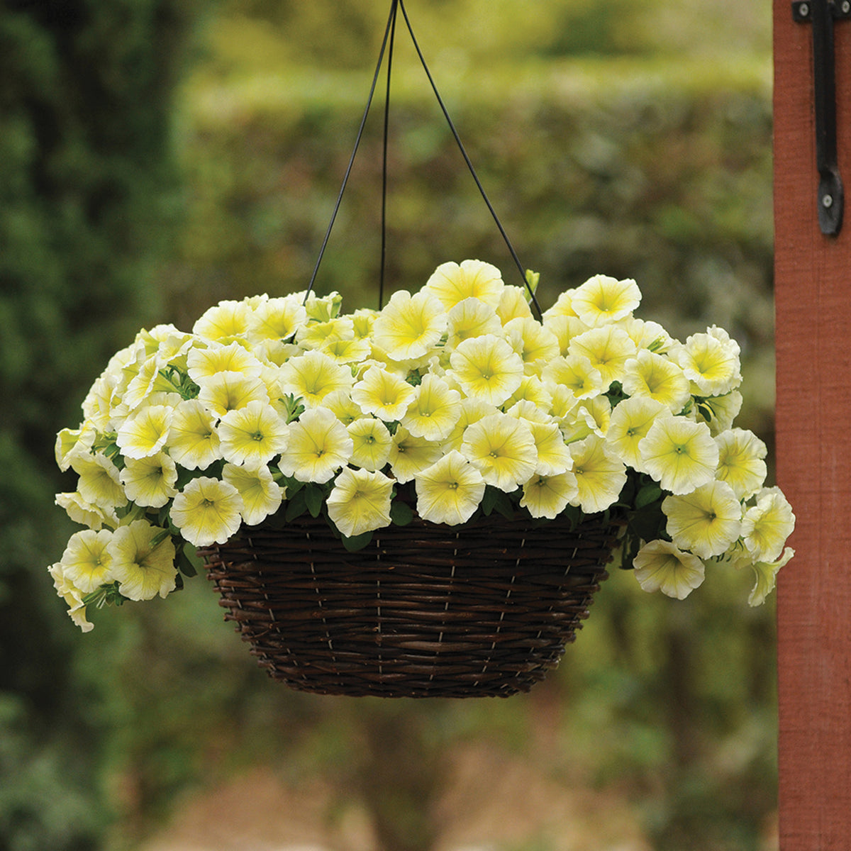 Petunia, E3 Easy Wave® Yellow Hybrid