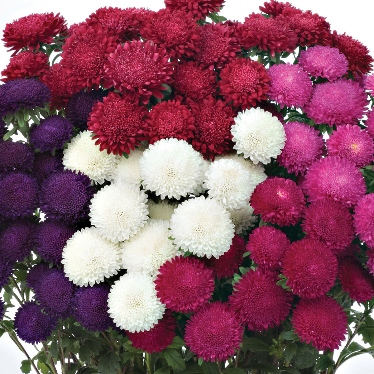 Aster, Bonita Mix