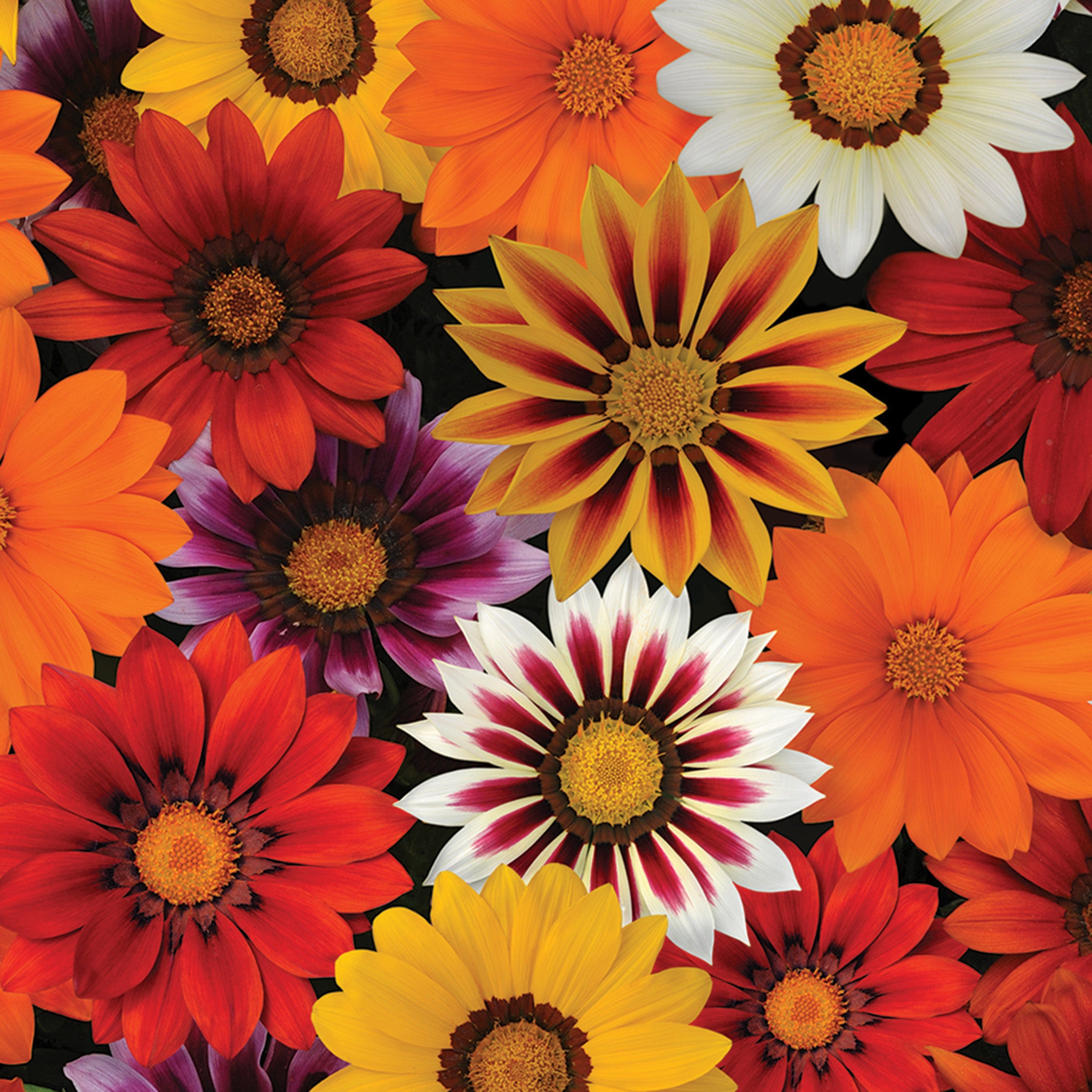 Gazania, New Day® Mix Hybrid