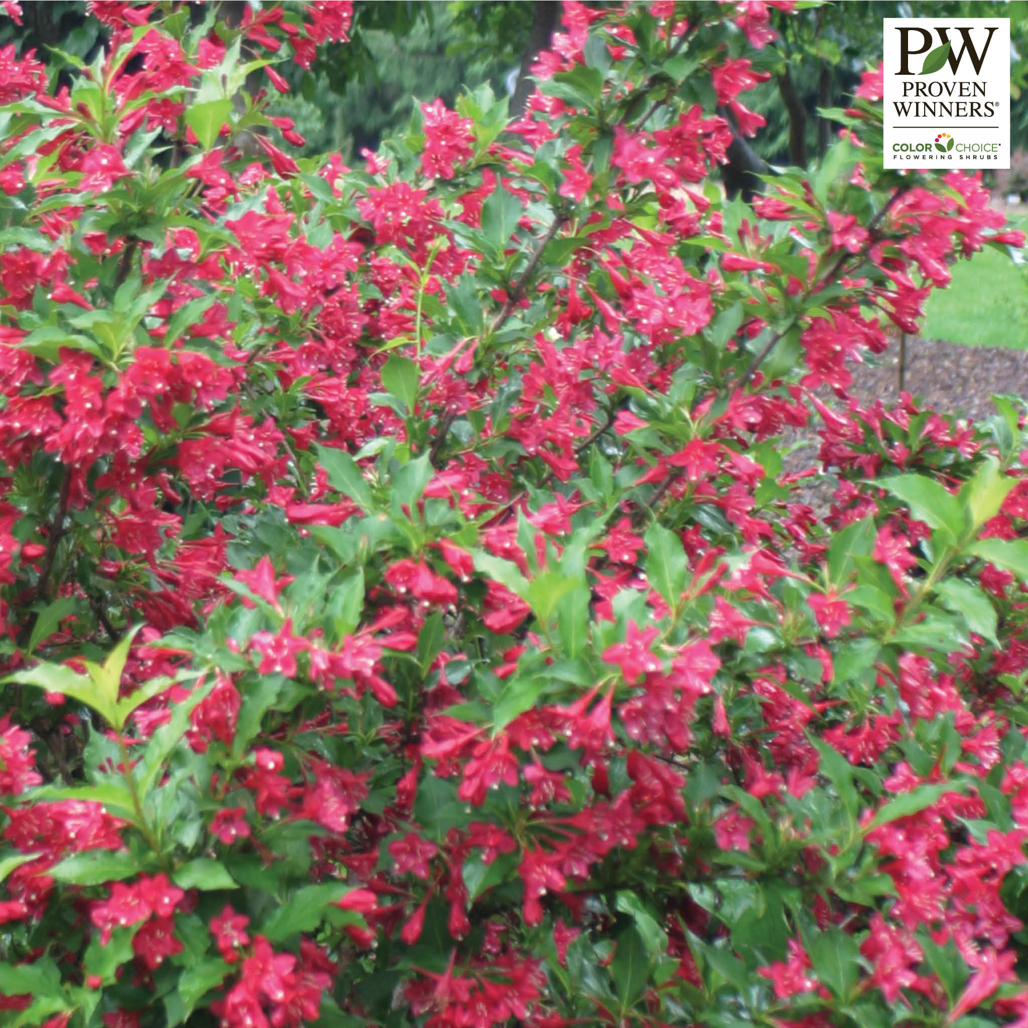 Weigela, Sonic Bloom®, Red