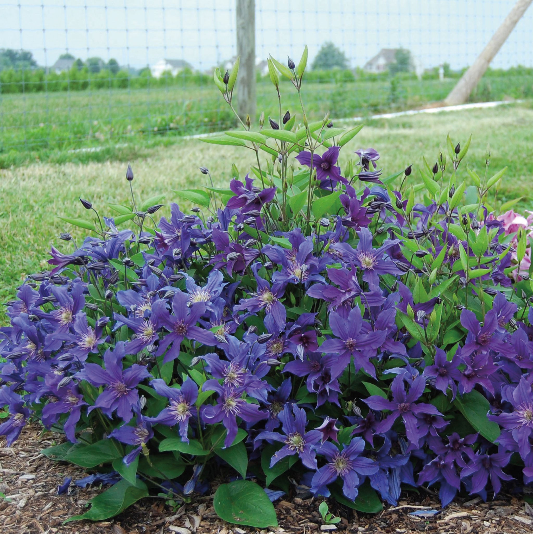 Clematis, Sapphire Indigo™