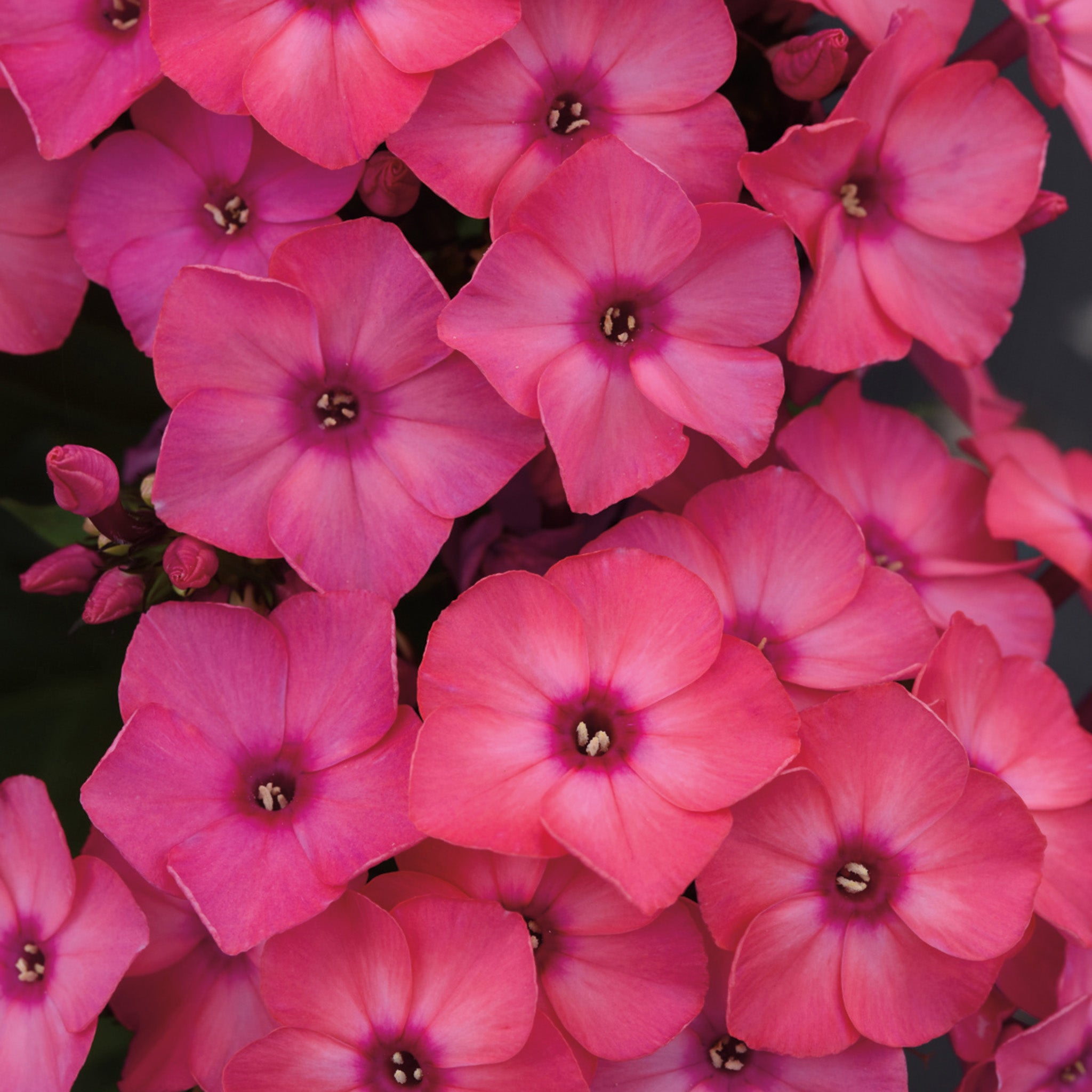 Phlox, Hardy Garden, Super Ka-Pow™ Coral