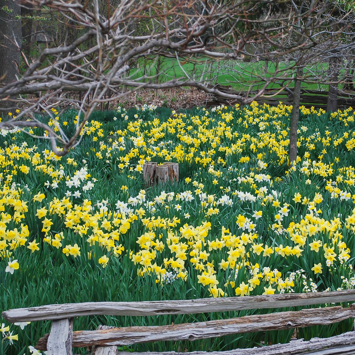 Daffodil, Naturalizing Meadow Mix, 50 Pack