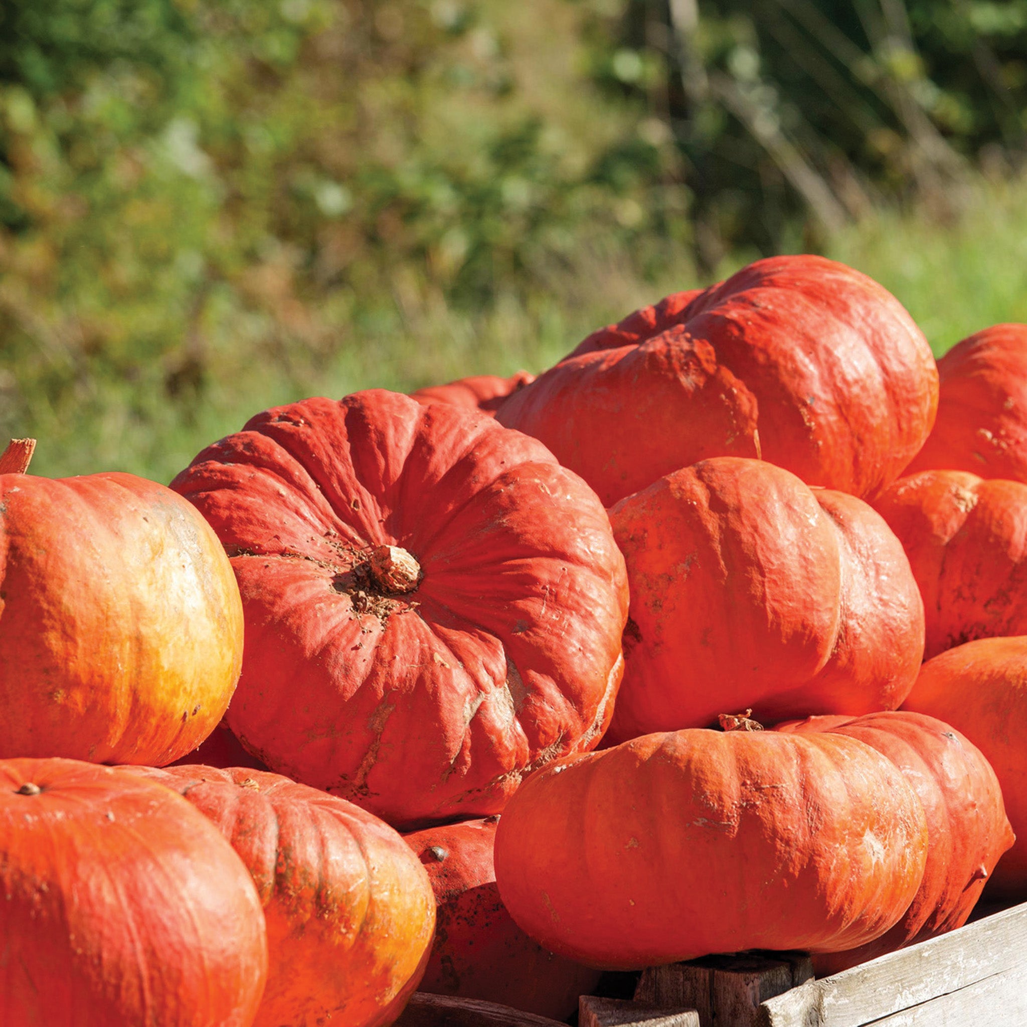 Pumpkin, Cinderella's Carriage Hybrid