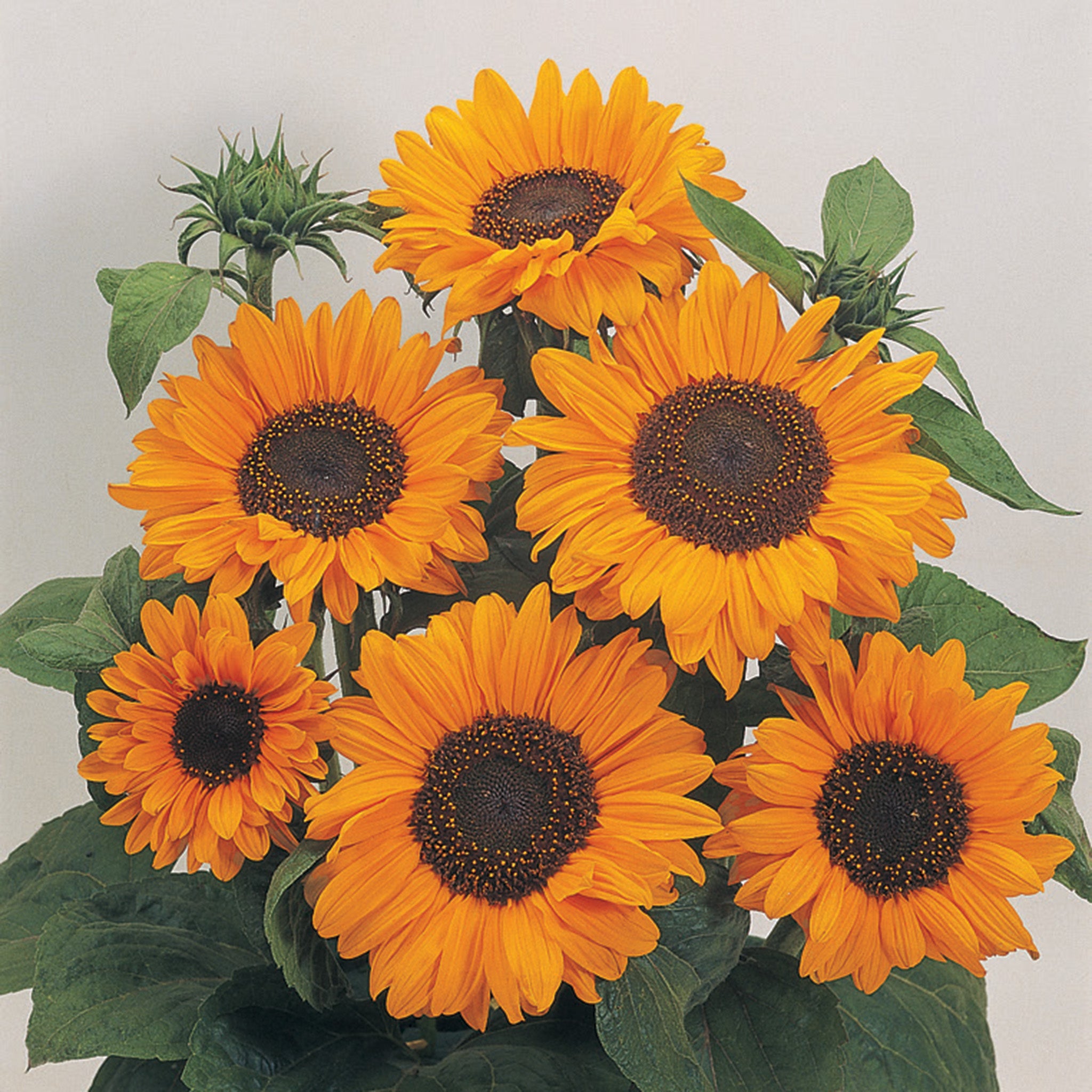 Sunflower, Soraya