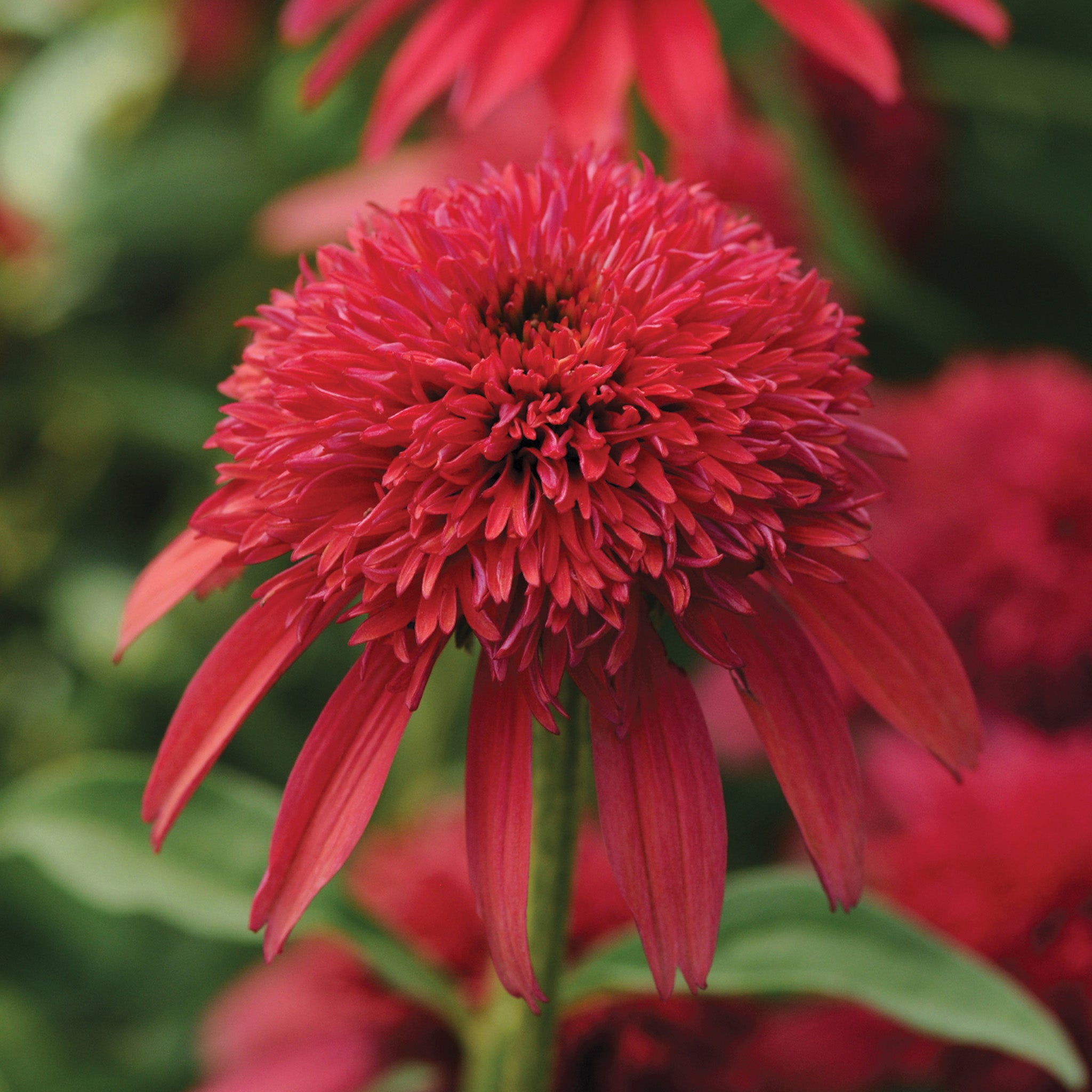 Echinacea, Double Scoop™ Cranberry