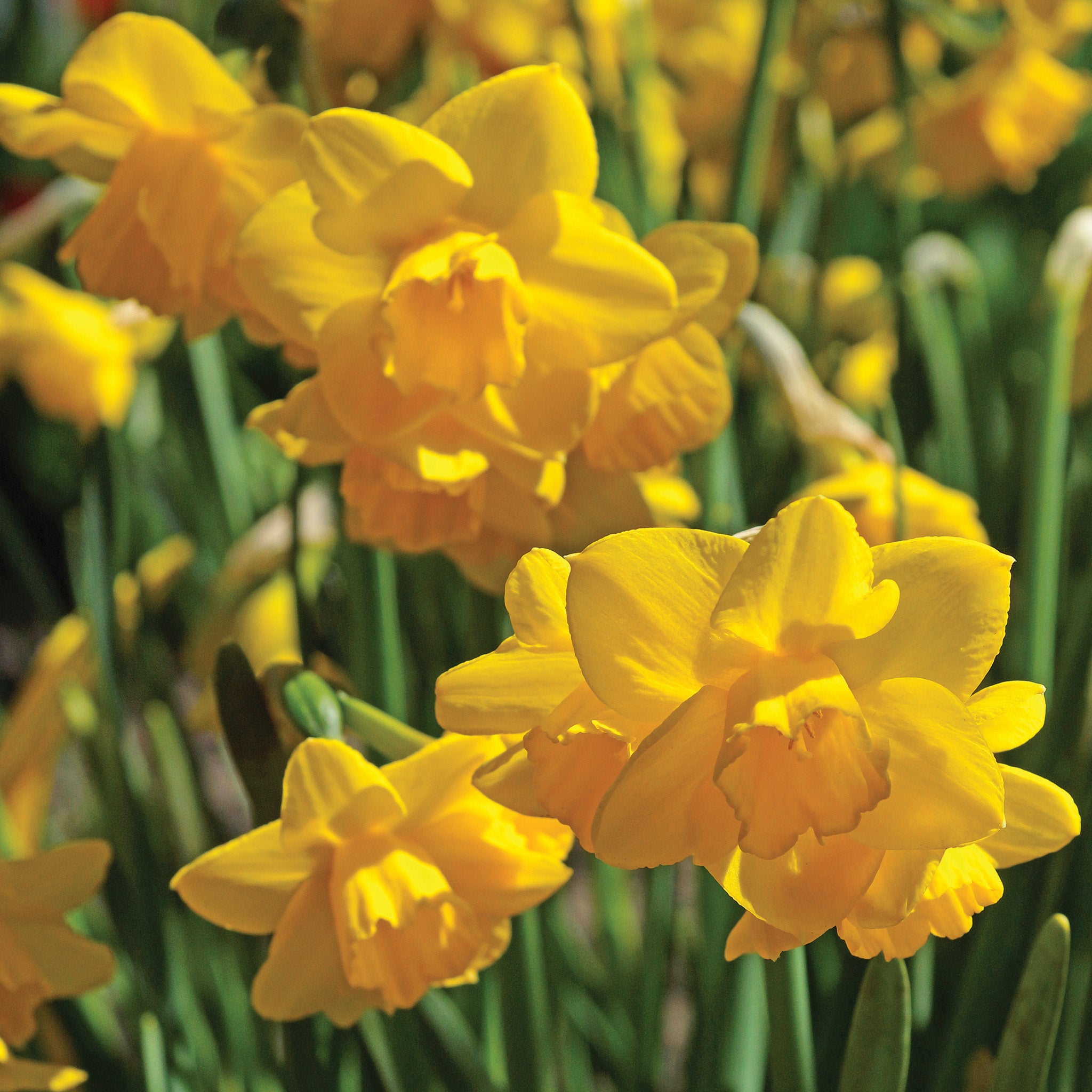Daffodil, Quail, 10 Pack