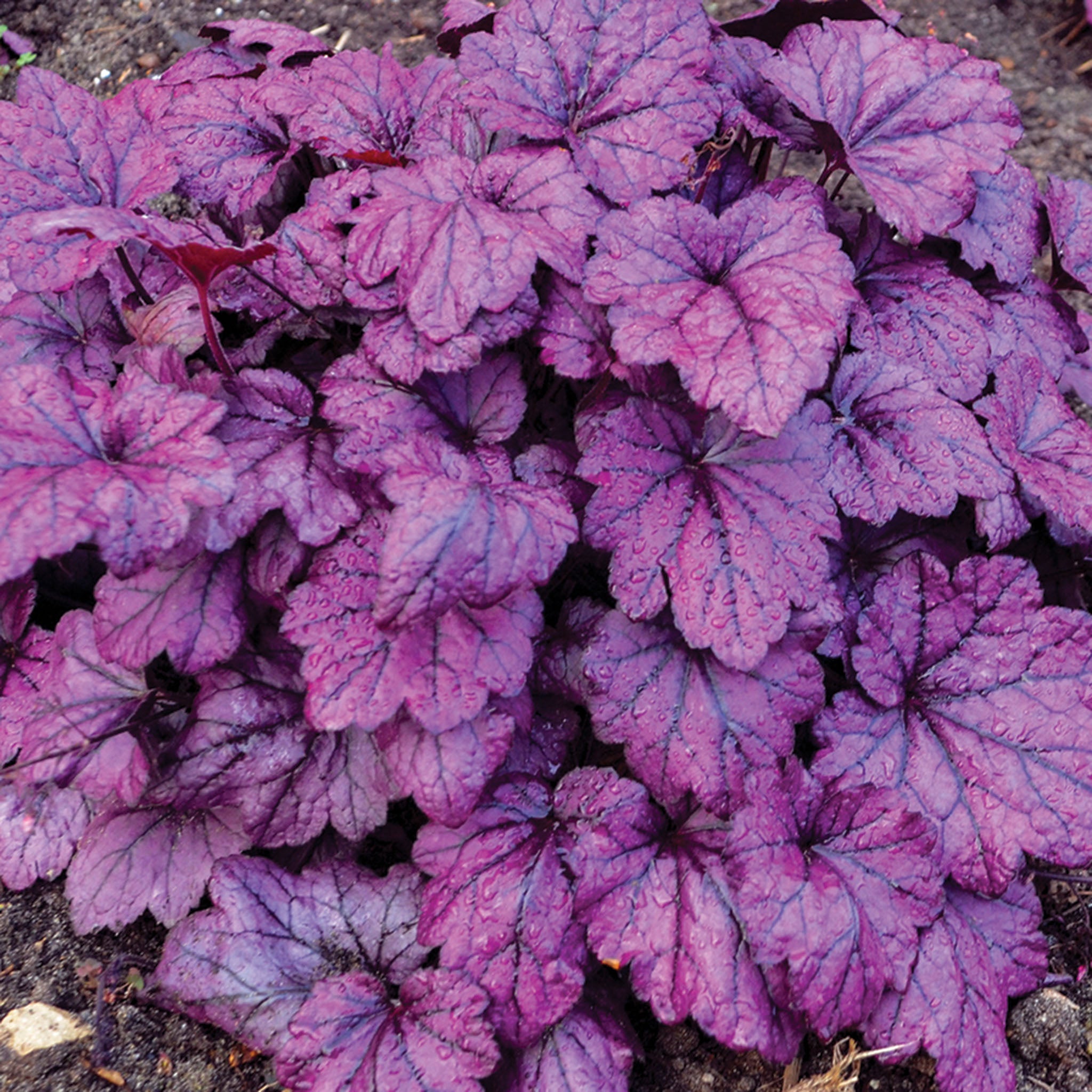 Heuchera, Electric Plum