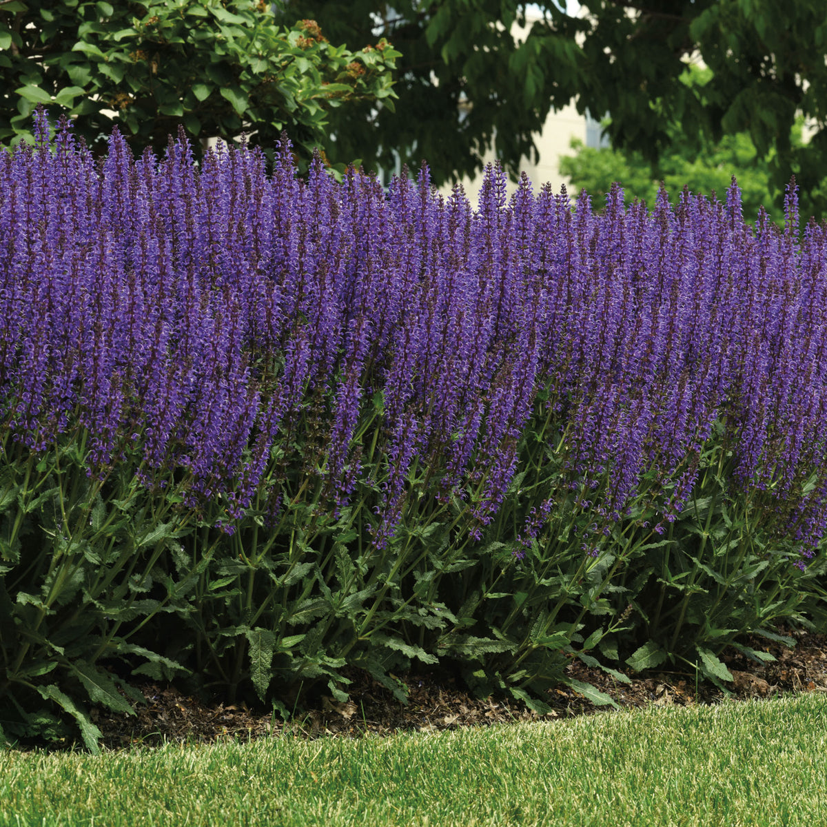 Salvia, Blue By You