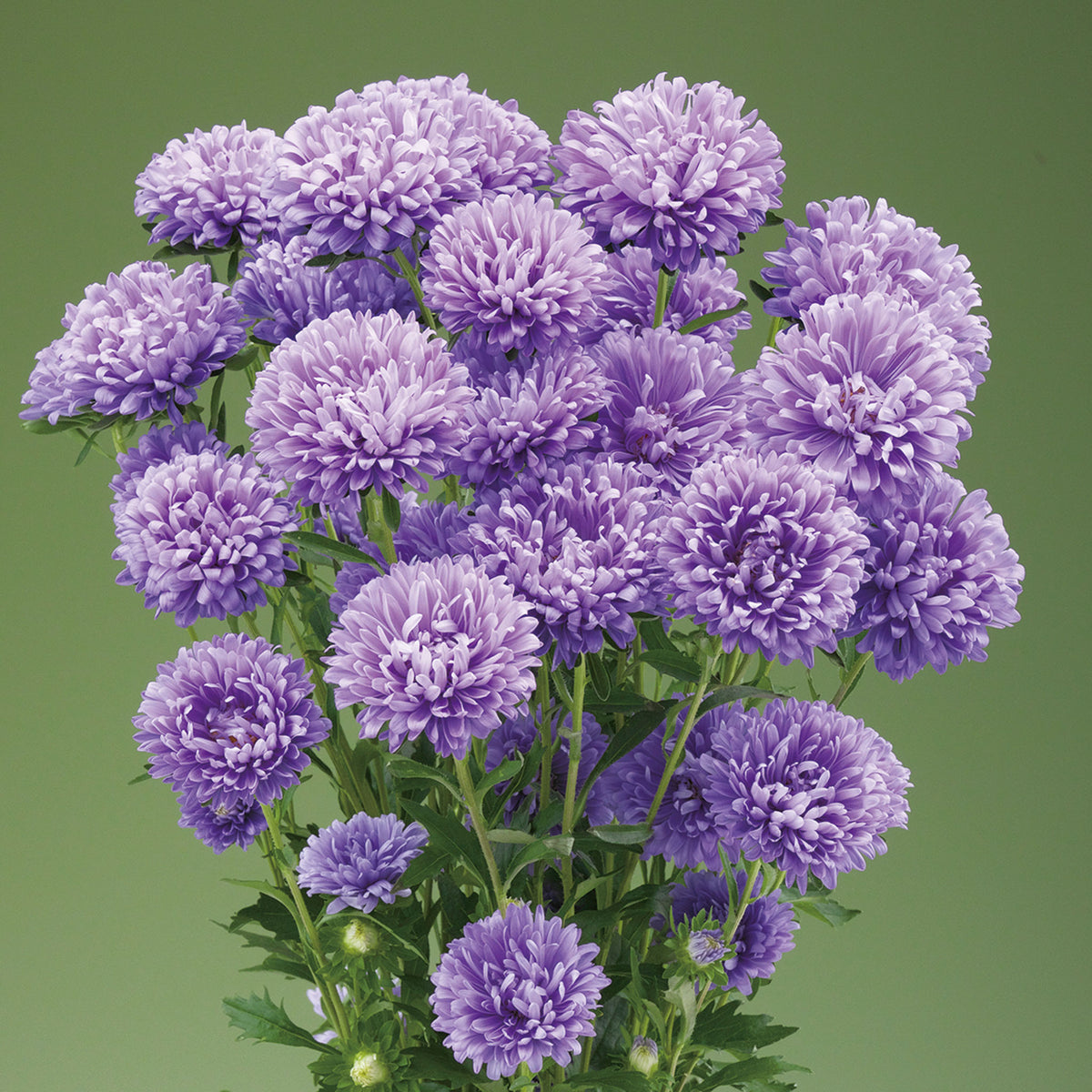 Aster, Optimo Alpha™ Light Blue