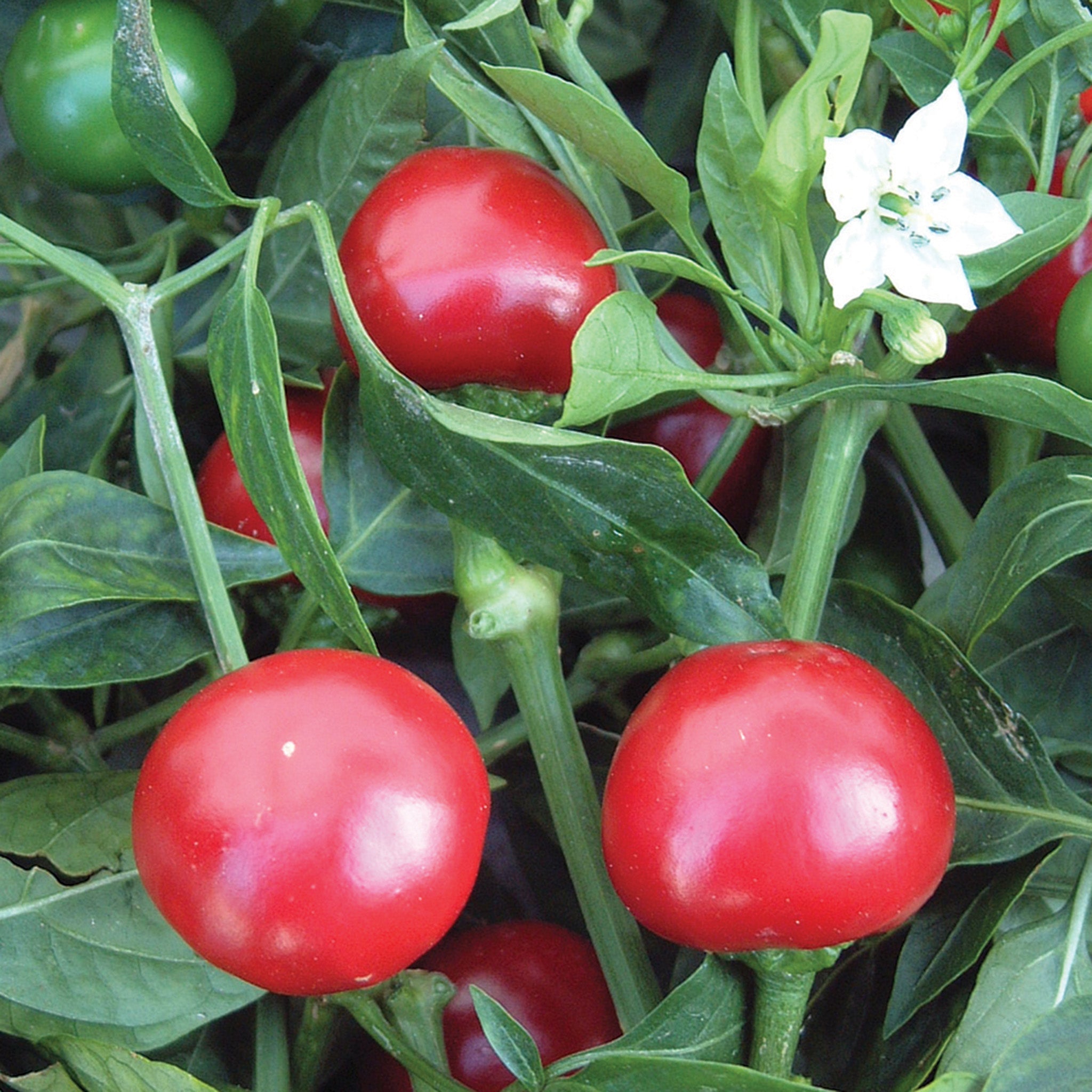 Pepper, Hot, Topik Hybrid