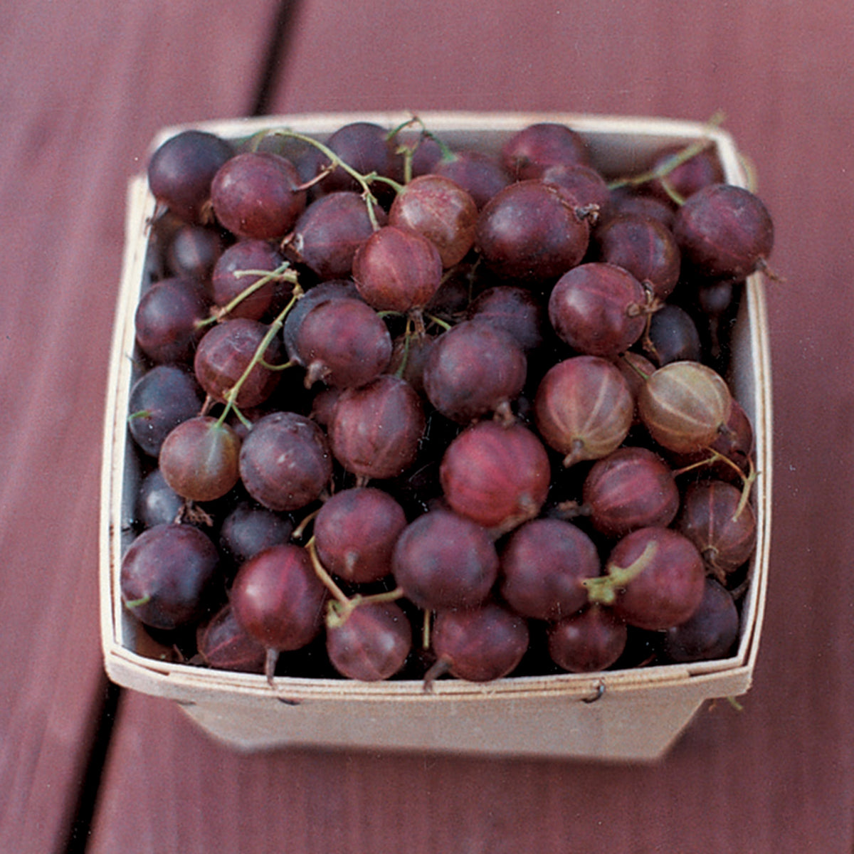 Gooseberry, Pixwell