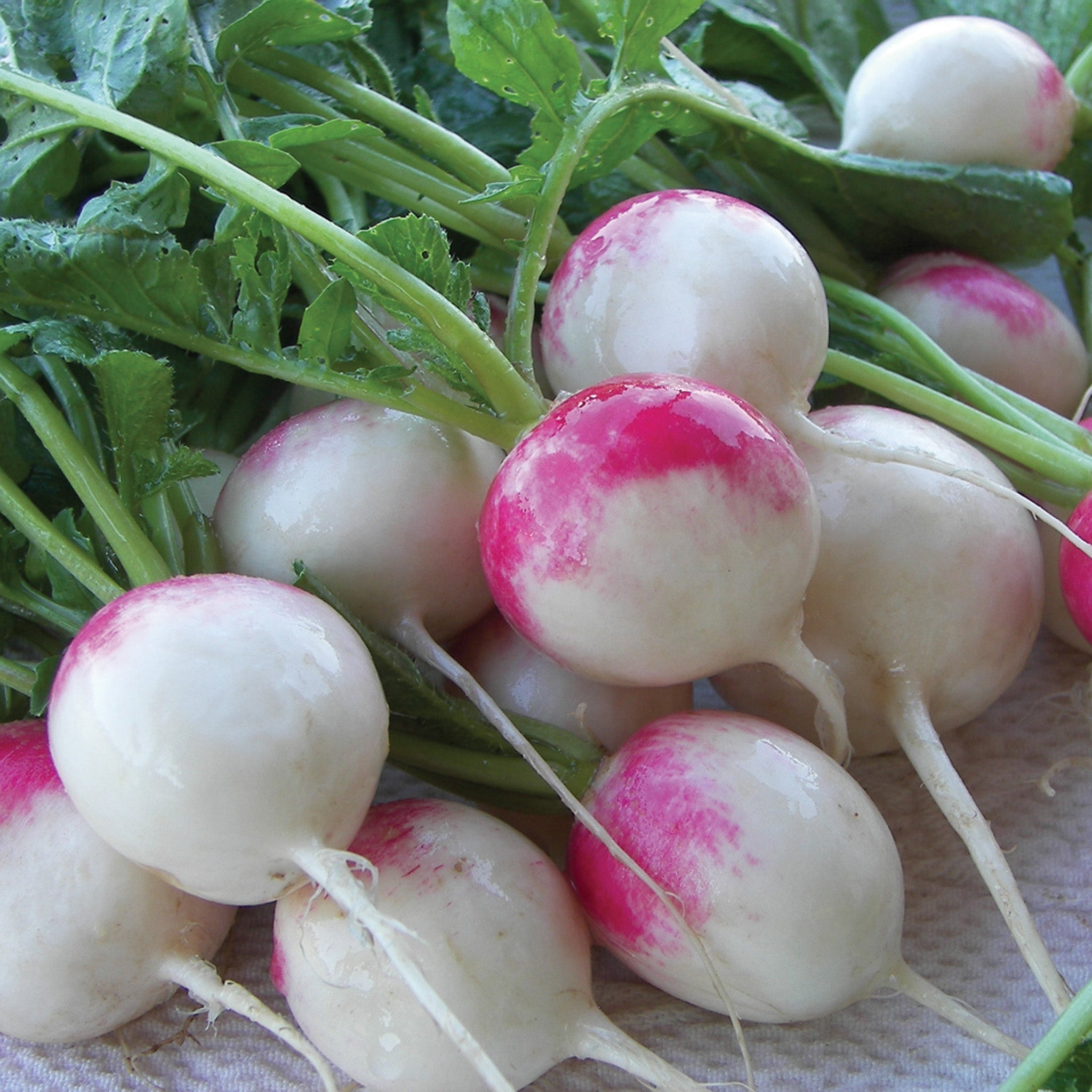Radish, Red Head