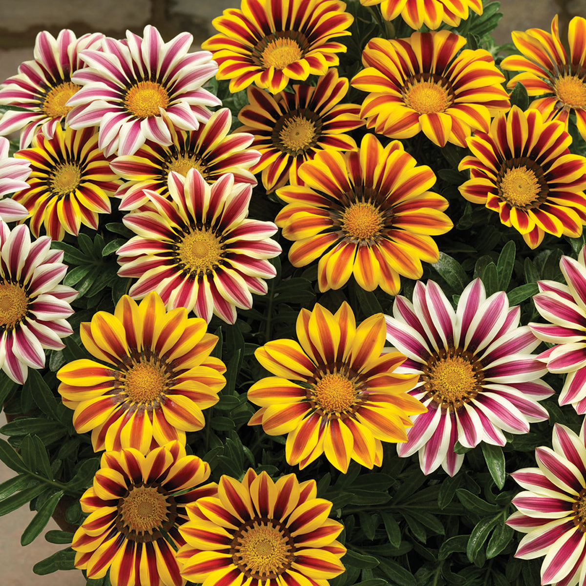 Gazania, Big Kiss™ Mix Hybrid
