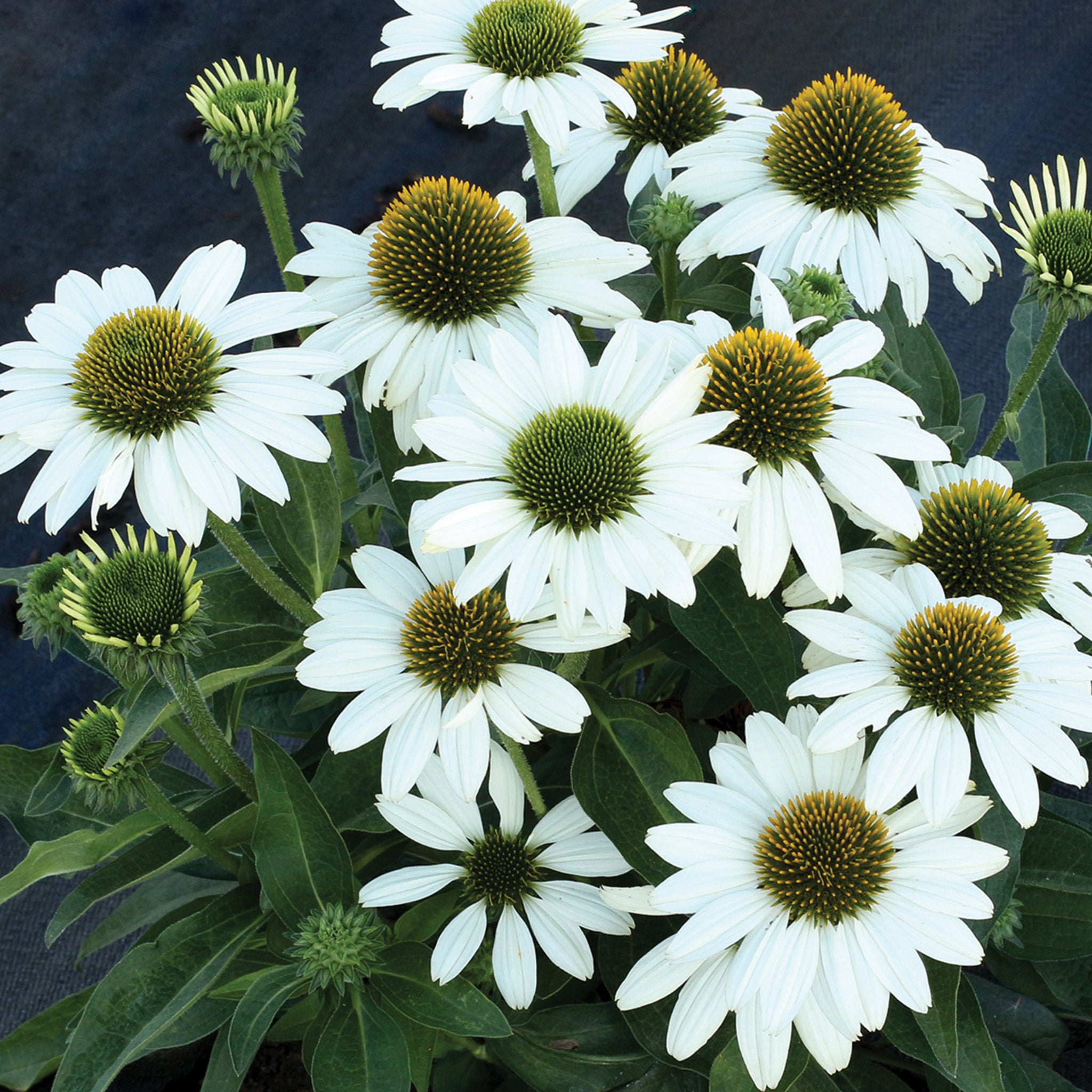 Echinacea, Kismet® White