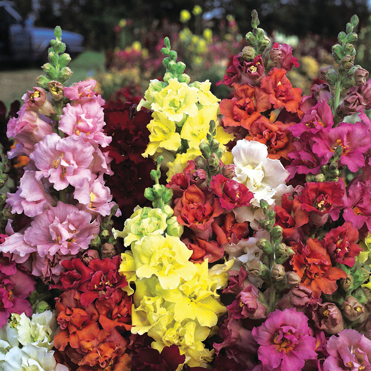 Snapdragon, Madame Butterfly