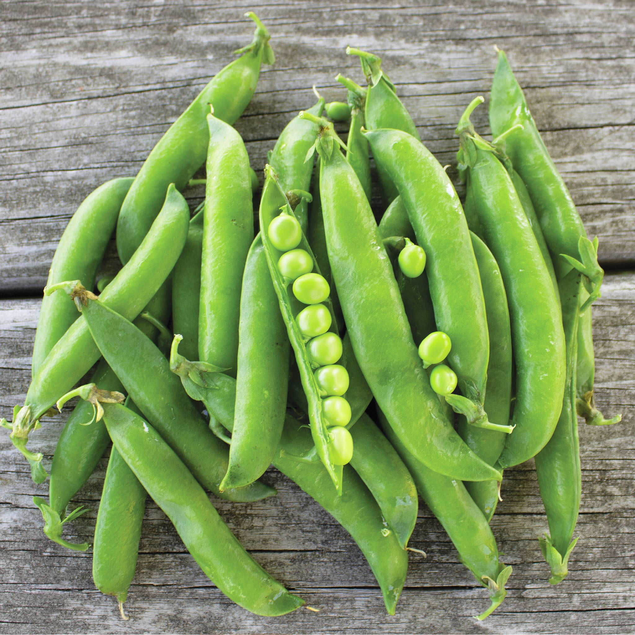 Pea, Maestro
