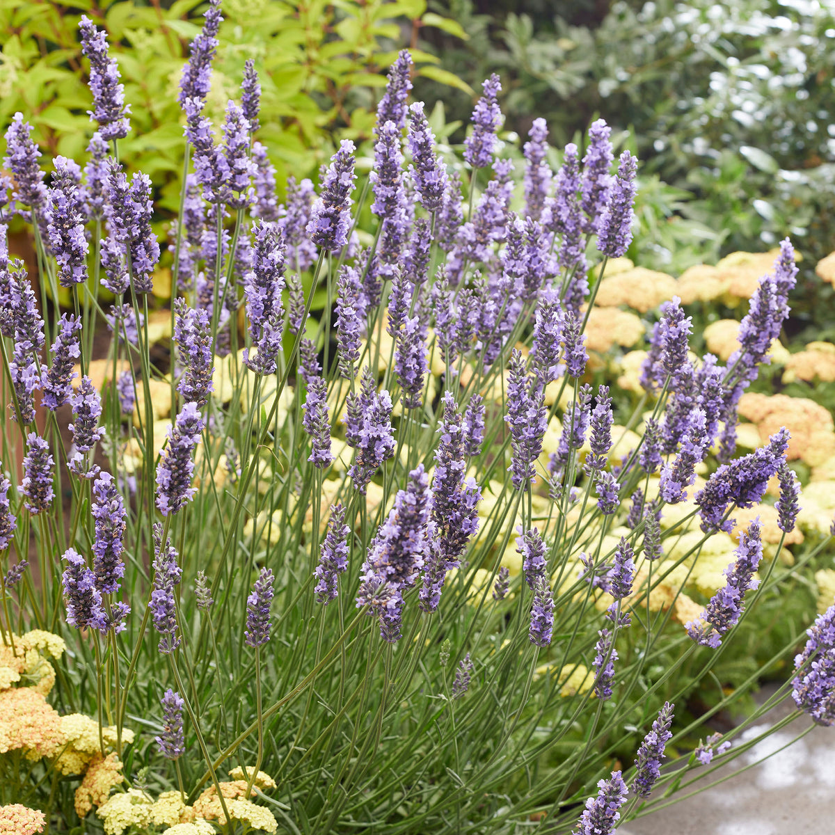 Lavender, Sensational!®