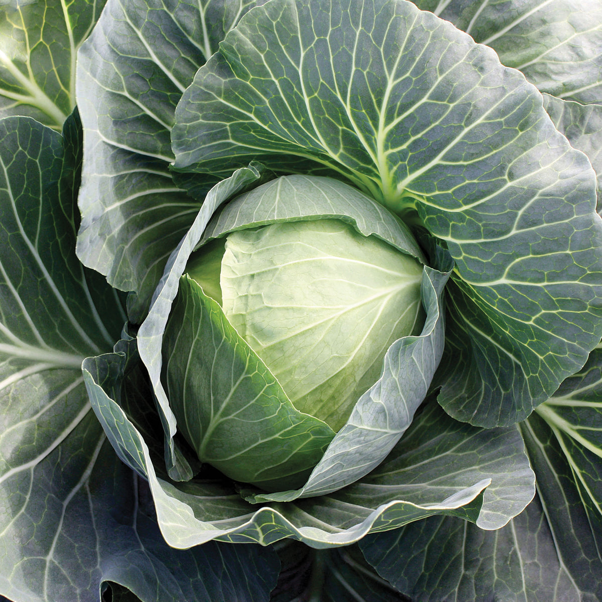 Cabbage, Superstar Hybrid