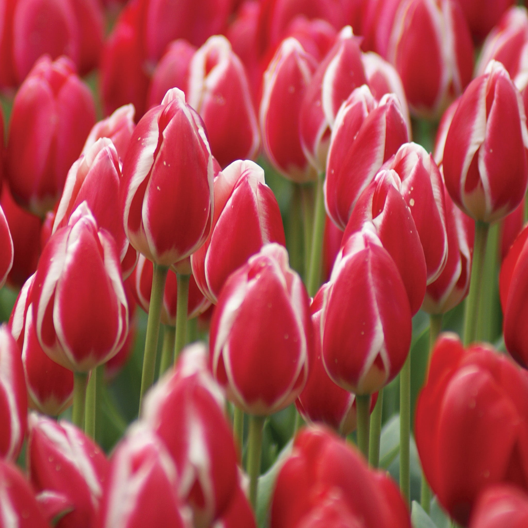 Tulip, Candy Apple Delight, 10 Pack