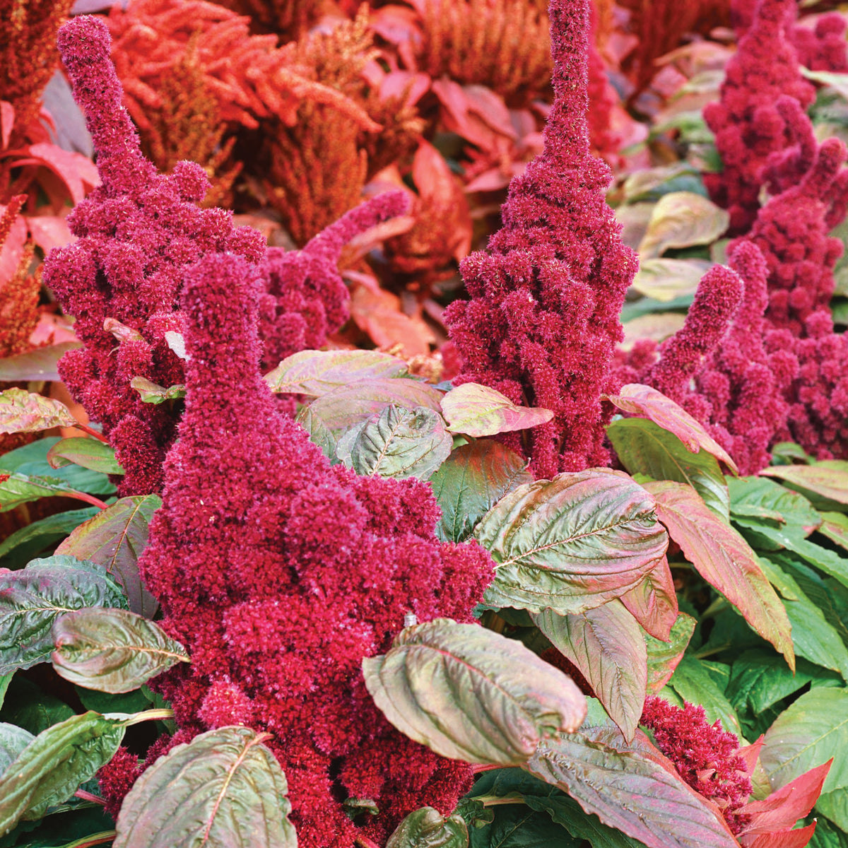 Amaranthus, Elephant Head