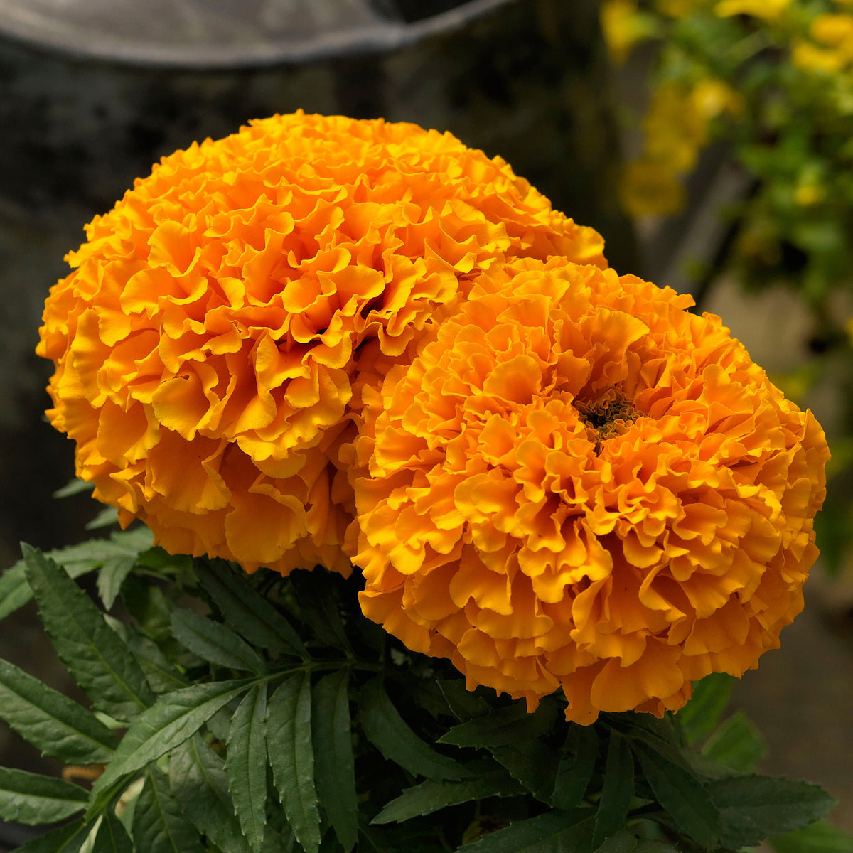 Marigold, Proud Mari Orange Hybrid