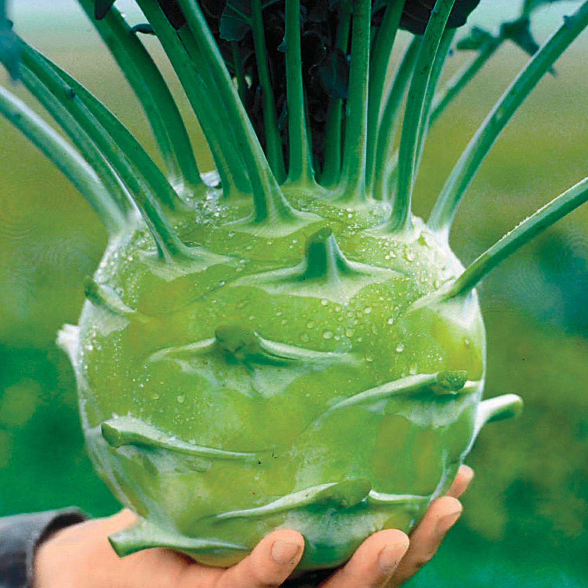 Kohlrabi, Kossak Hybrid Organic