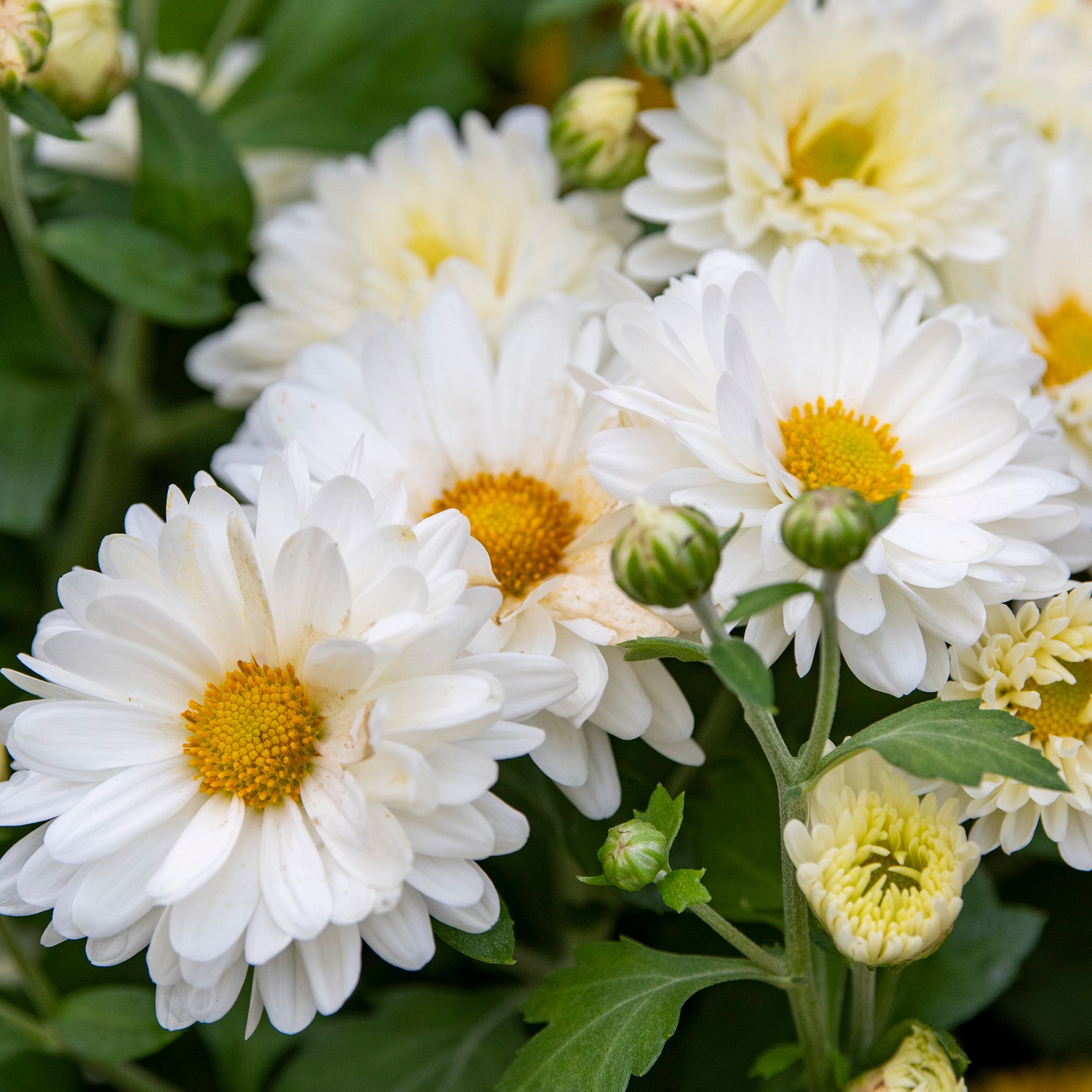 Chrysanthemum, Mammoth™ White Daisy