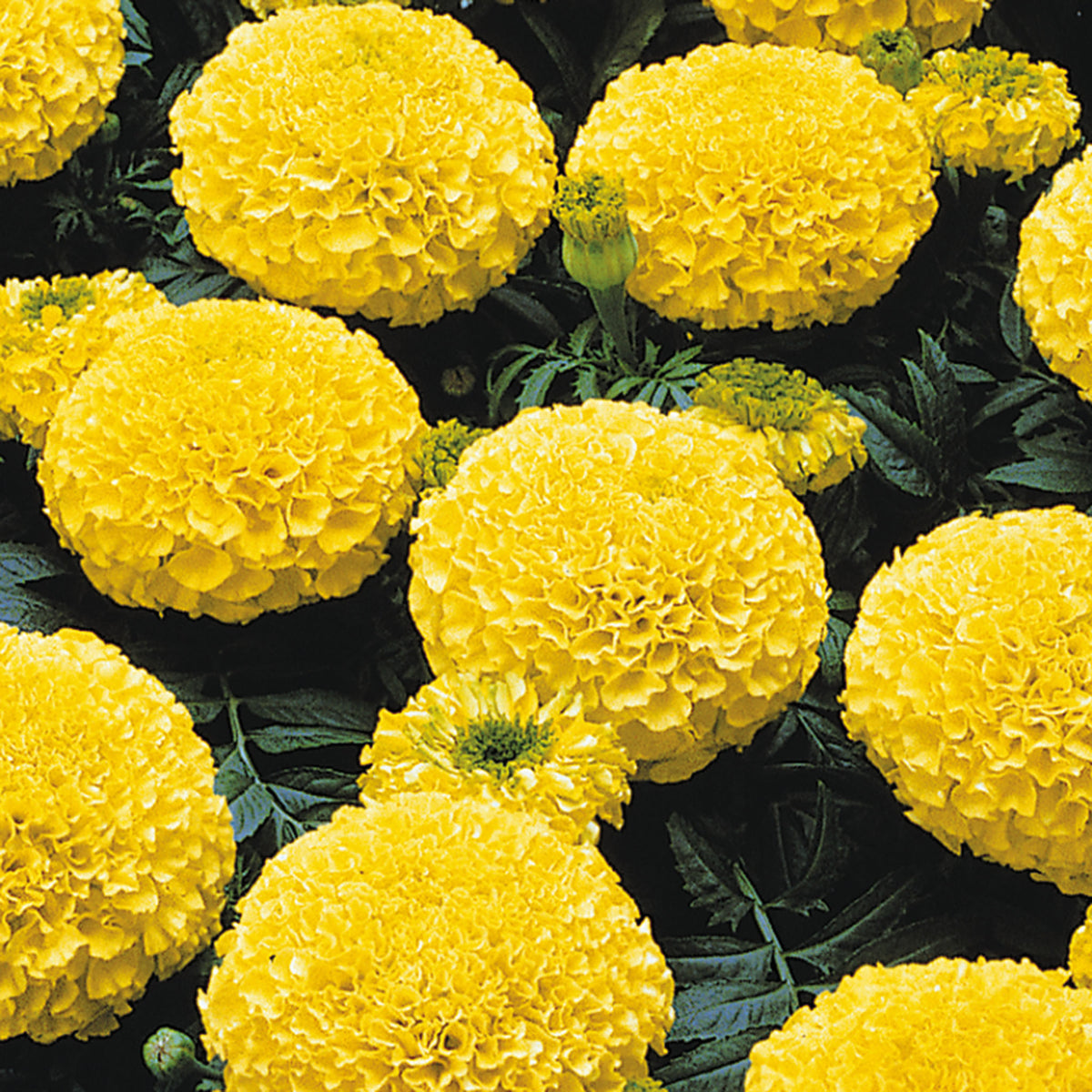 Marigold, Marvel™ II Yellow Hybrid