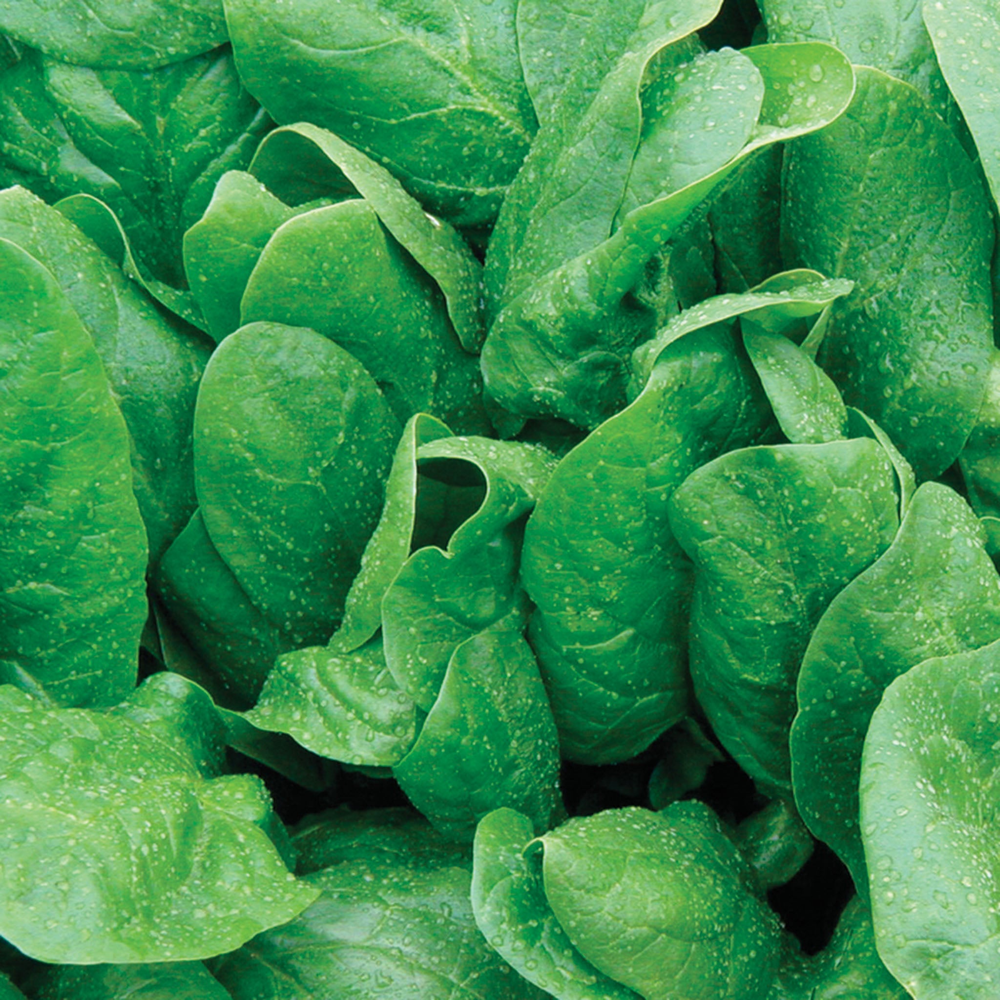 Spinach, Space Hybrid Organic