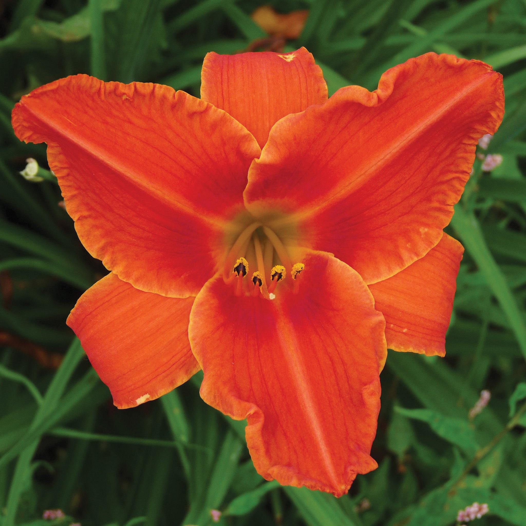 Daylily, Alabama Jubilee